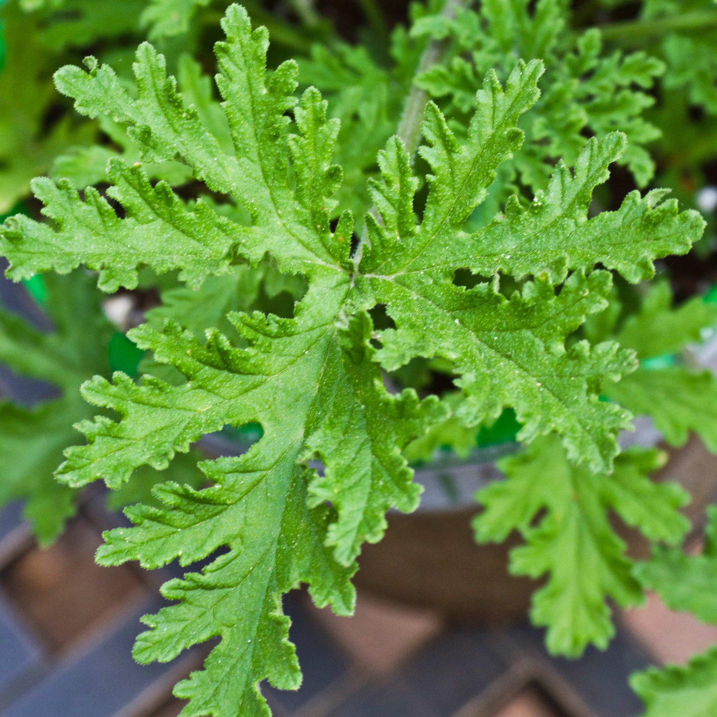 100pcs Mosquito Repelling Citronella Plant Seeds