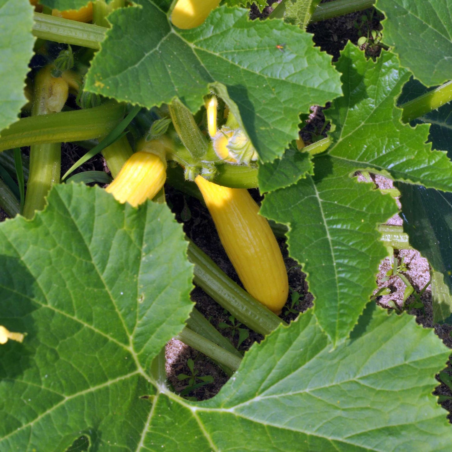 10Pcs Organic Summer Squash Seeds