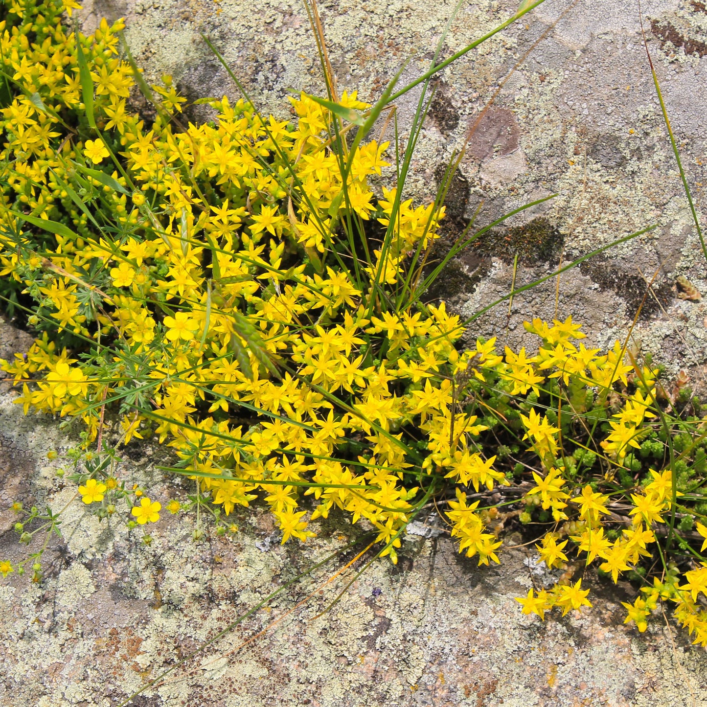 100Pcs Goldmoss Sedum (Sedum acre) Seeds