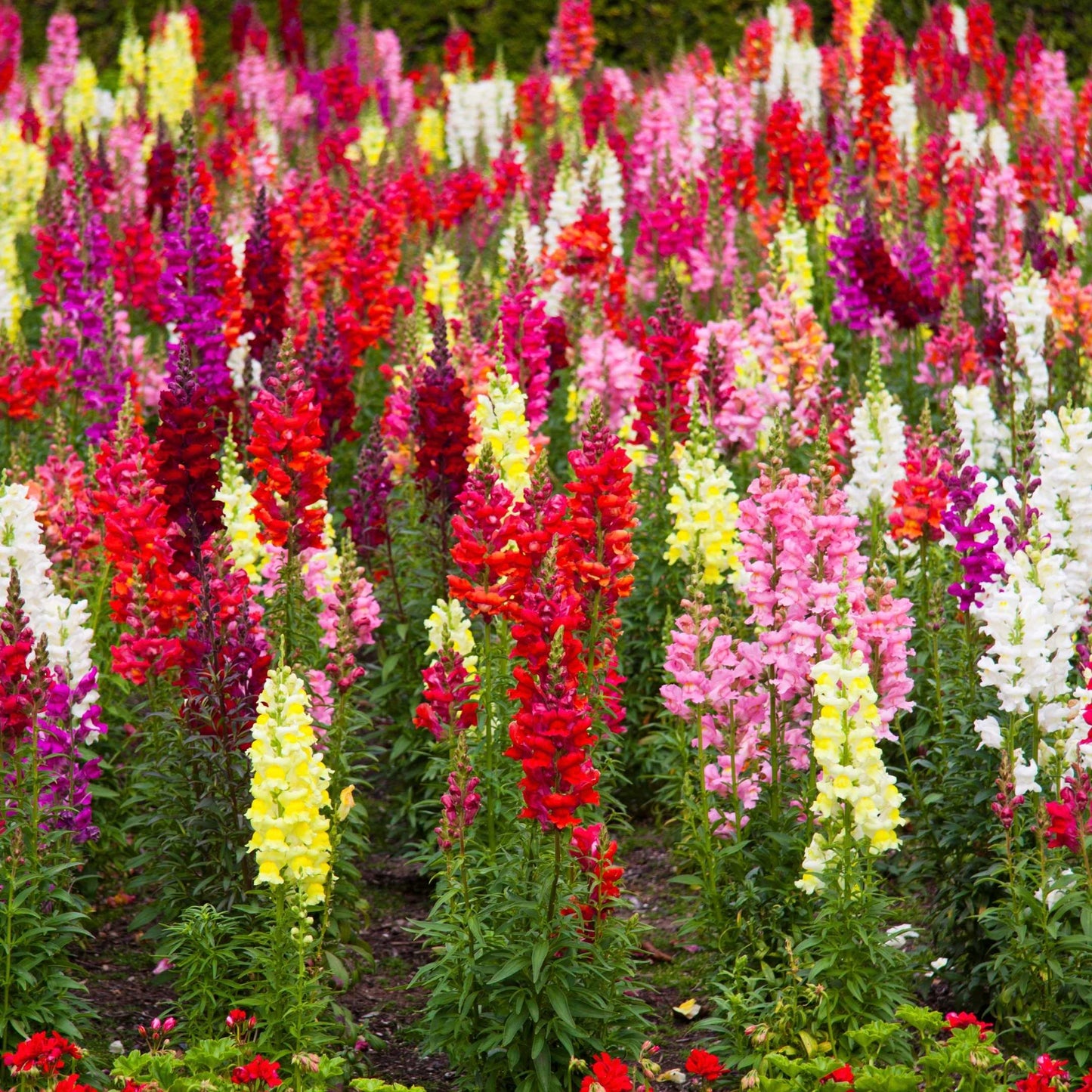 100Pcs Organic Snapdragon Flower Seeds Pack