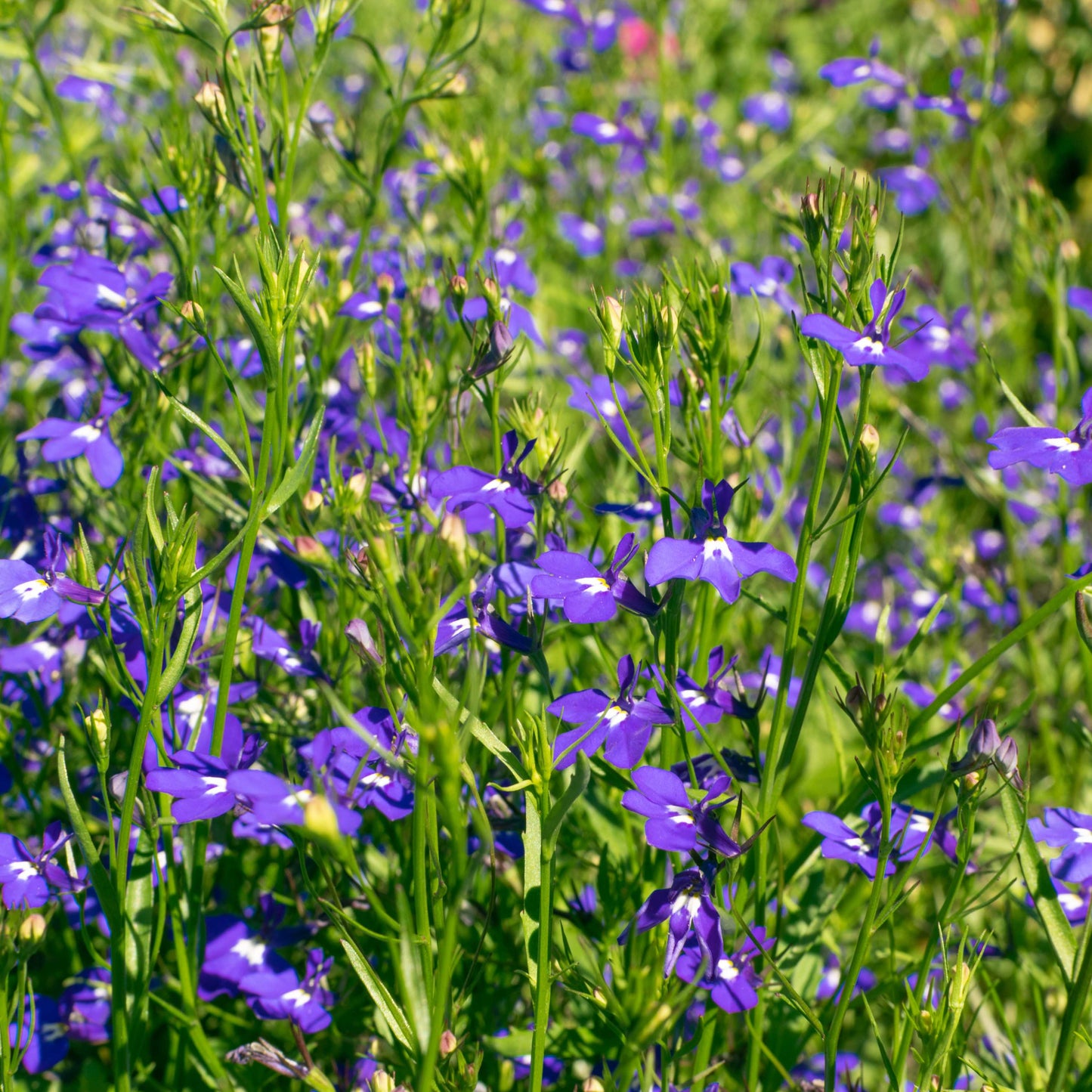 100Pcs Lobelia Seeds
