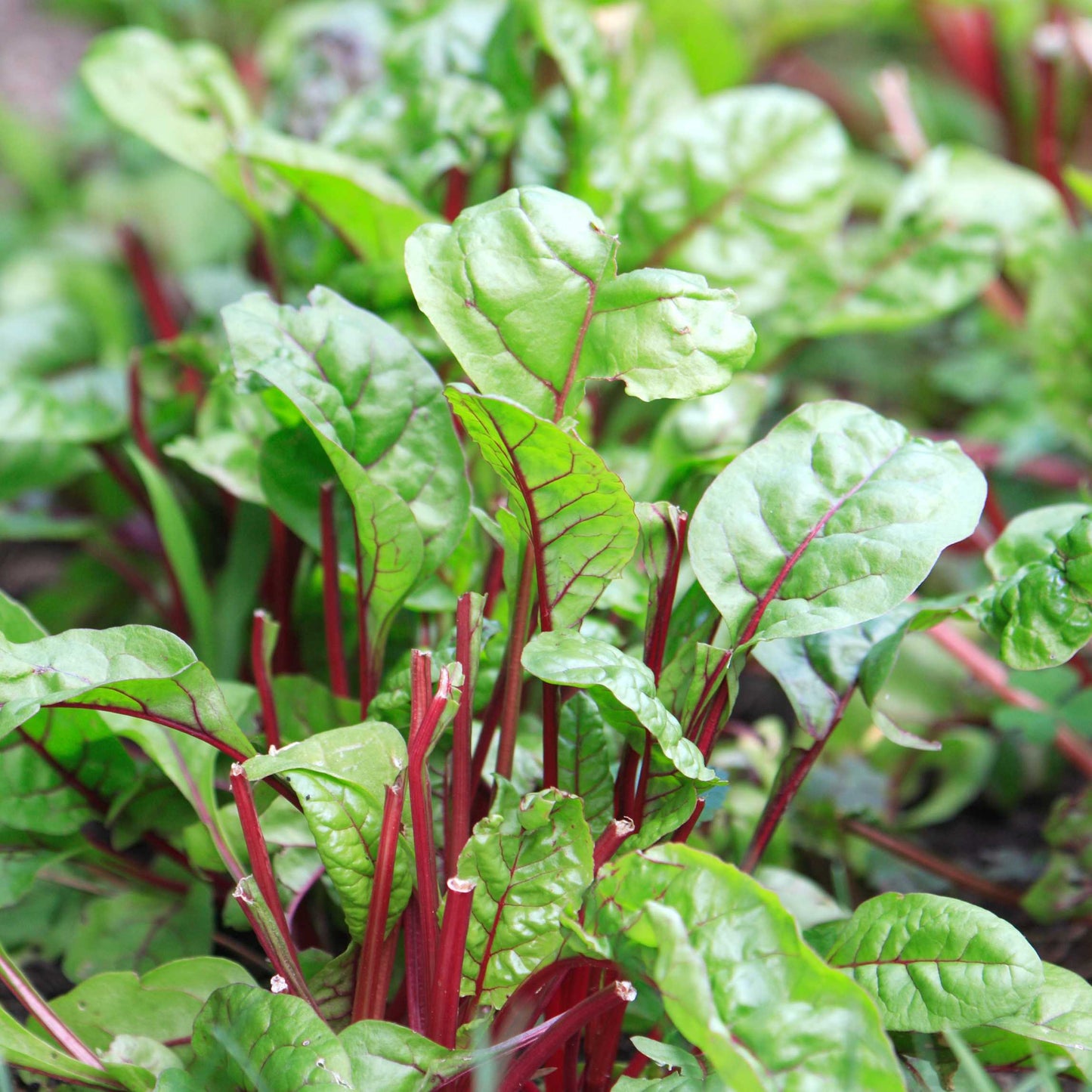 20Pcs Organic Swiss Chard Seeds