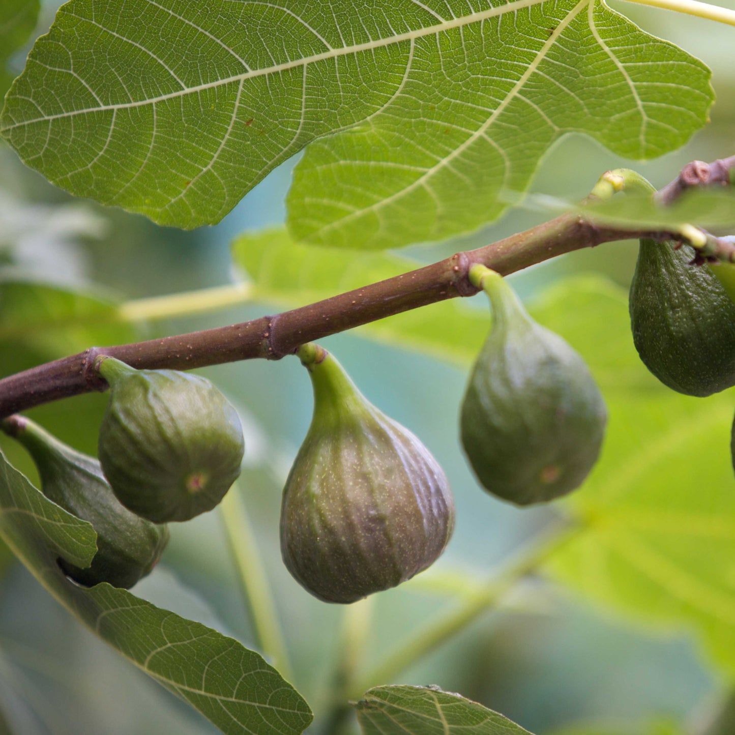 10Pcs Figs Fruit Tree Seeds
