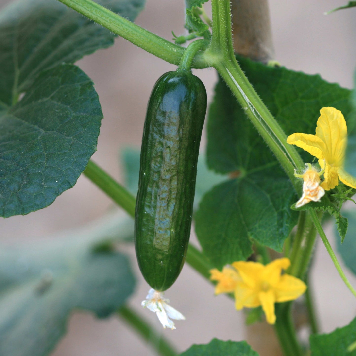 20Pcs Organic Cucumber Seeds