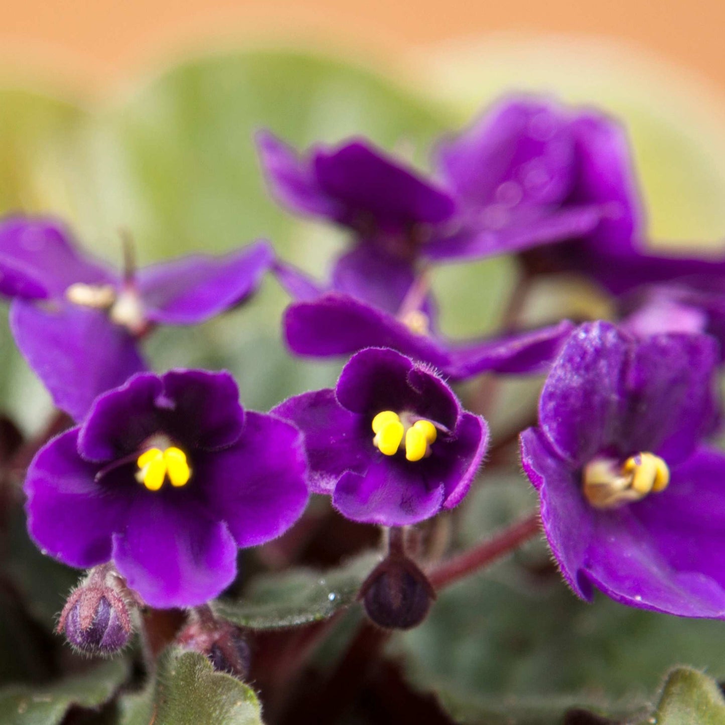 30Pcs Mix African Violet Seeds Pack