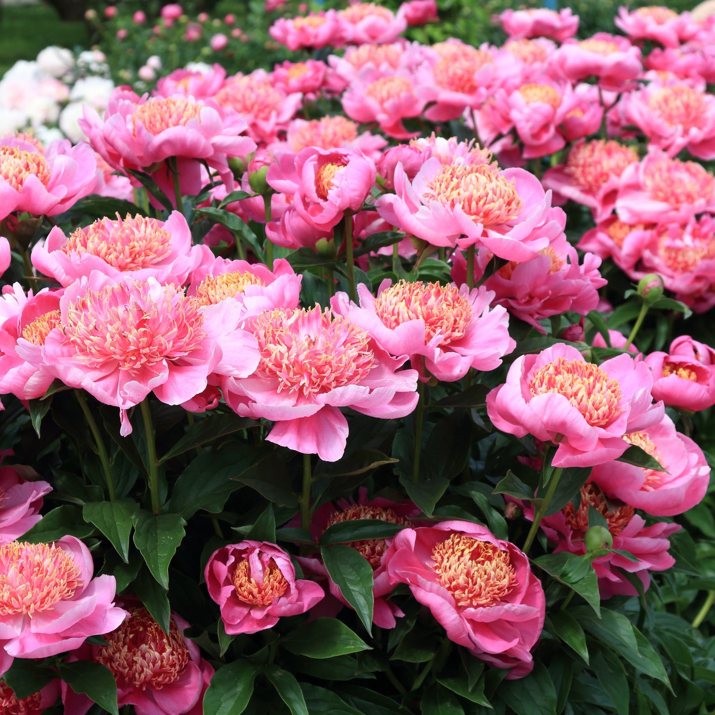 10Pcs Peony Flower Seeds, Attracts Bees and Butterflies, Honey Bee Flower