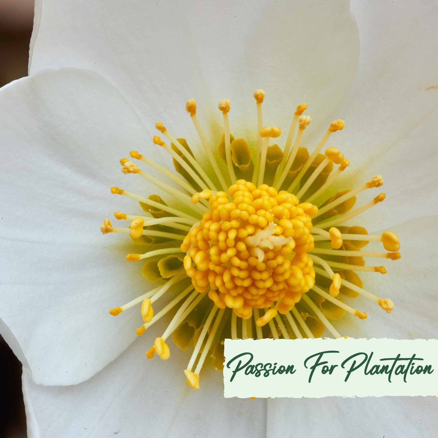 White Angel Christmas Rose (Helleborus Niger) Flower Seeds