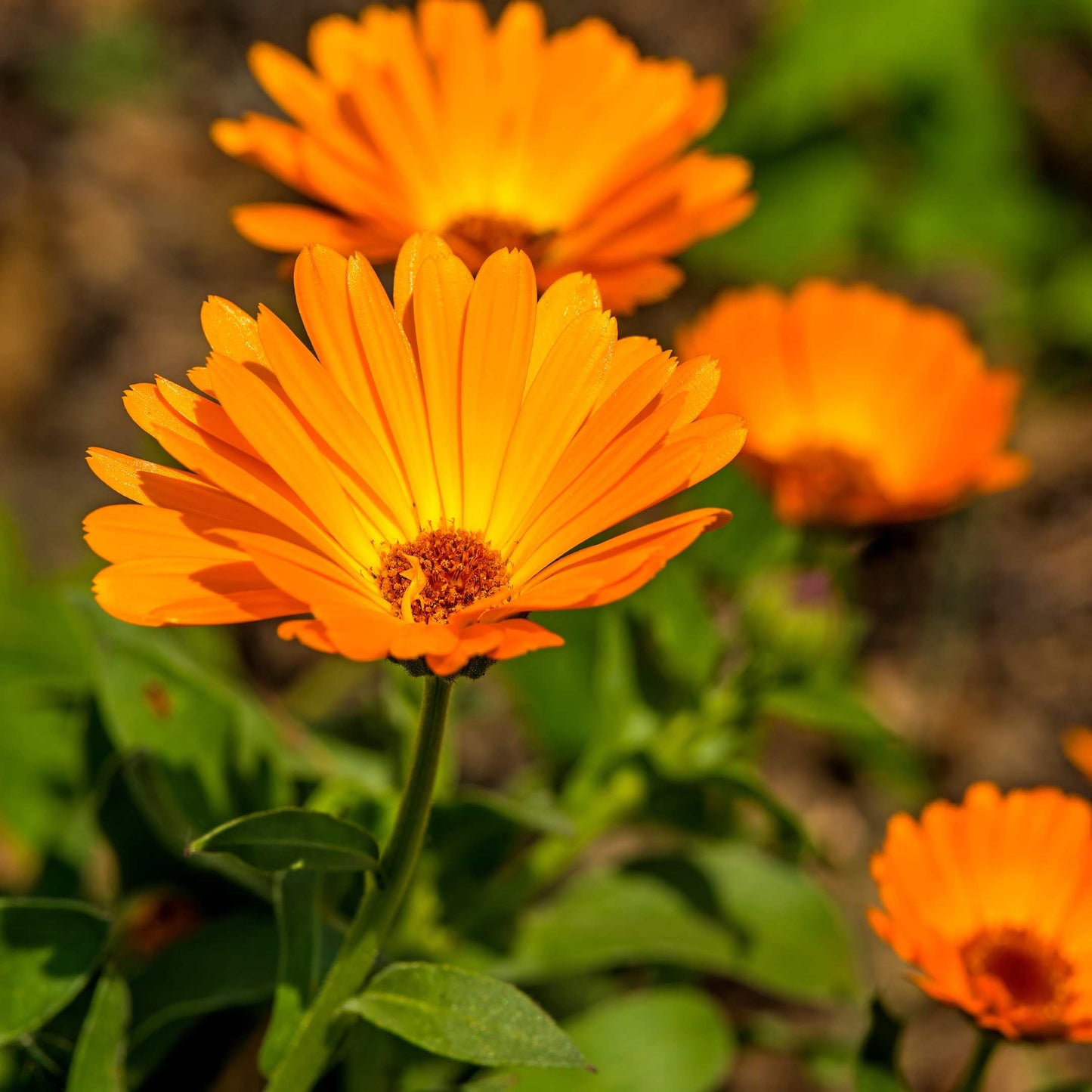 100Pcs Organic Calendula Flower Seeds Pack