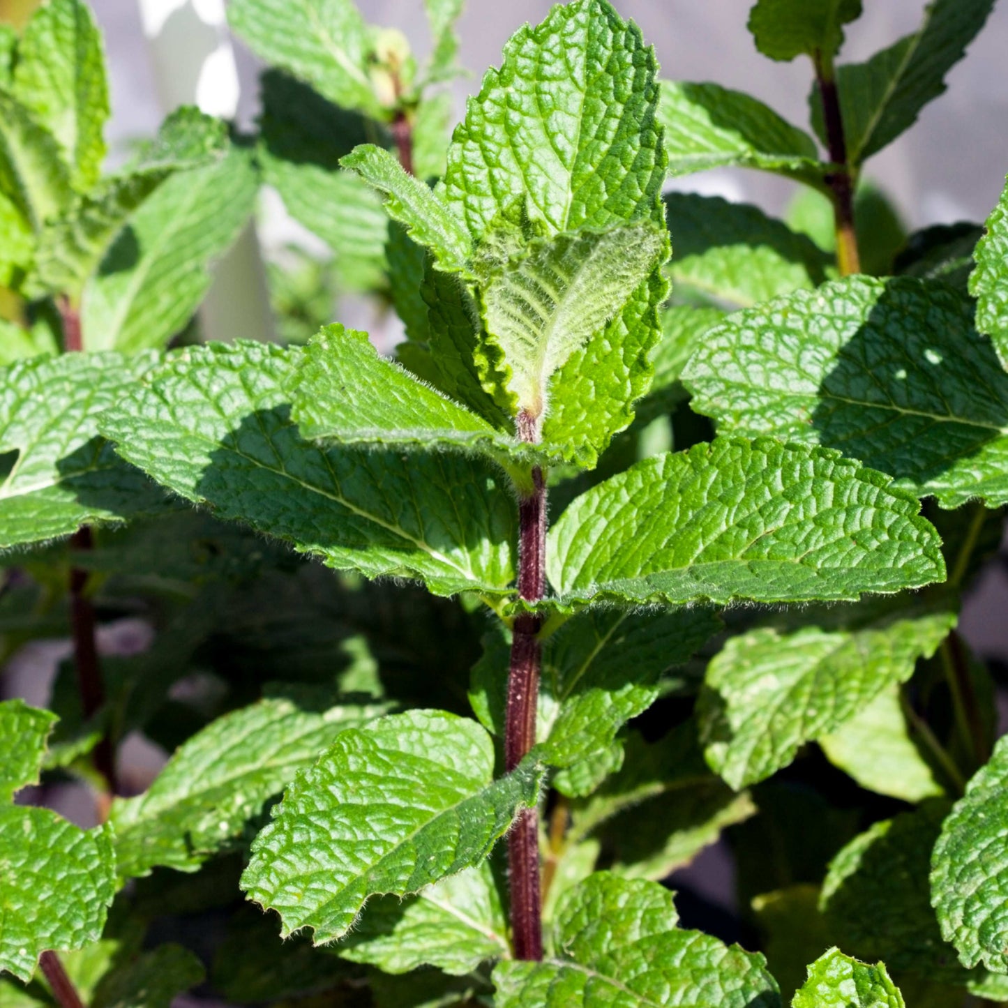 20Pcs Organic Mint Plant (Mentha Gattefossei) Seeds