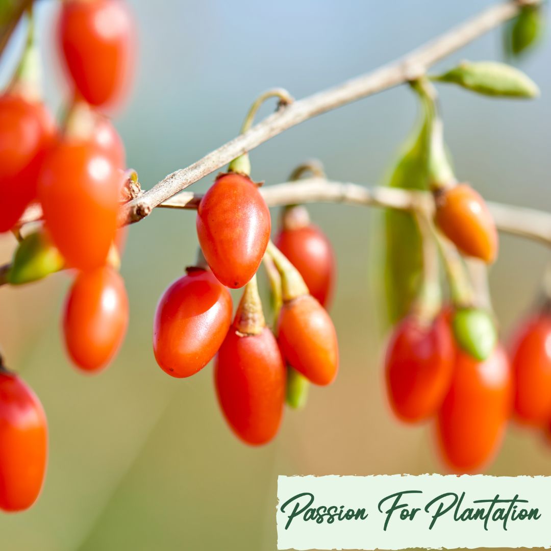 100Pcs Himalayan Goji Berry (Wolfberry) Seeds
