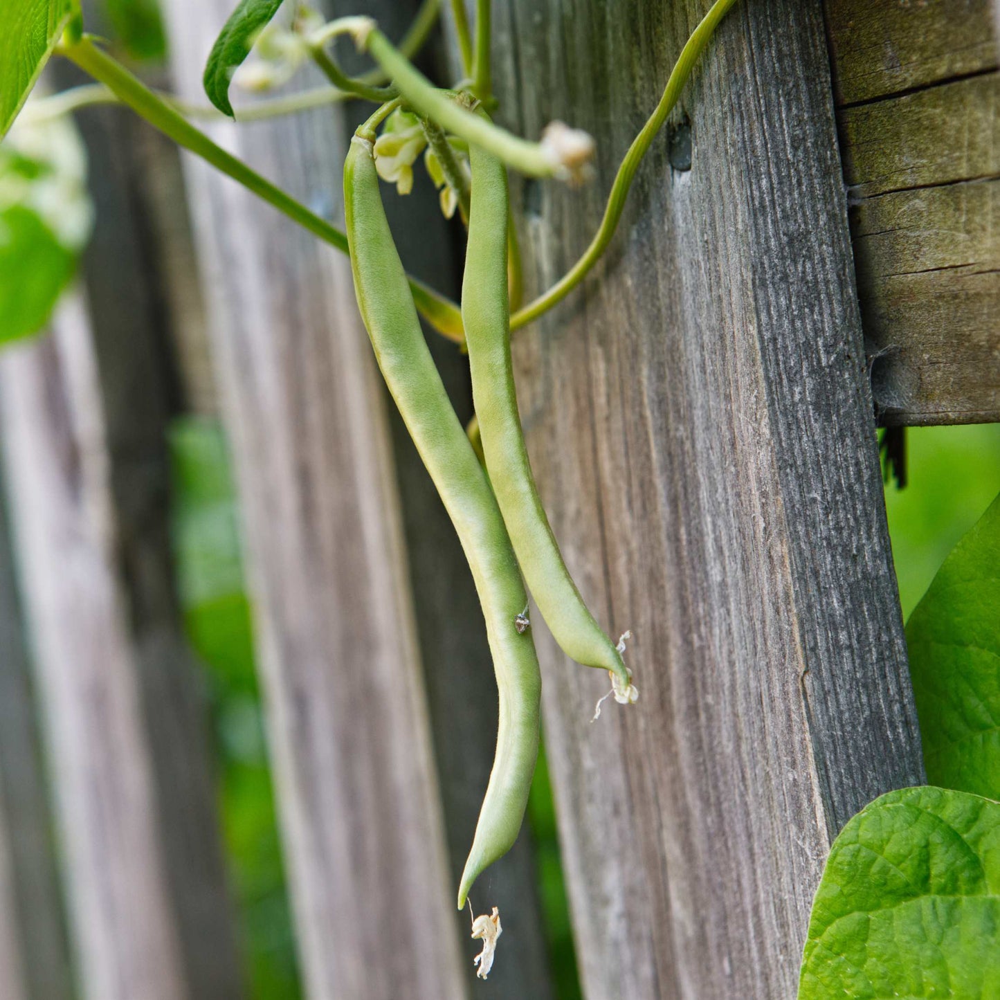 20Pcs Organic Pole Bean Vegetable Seeds