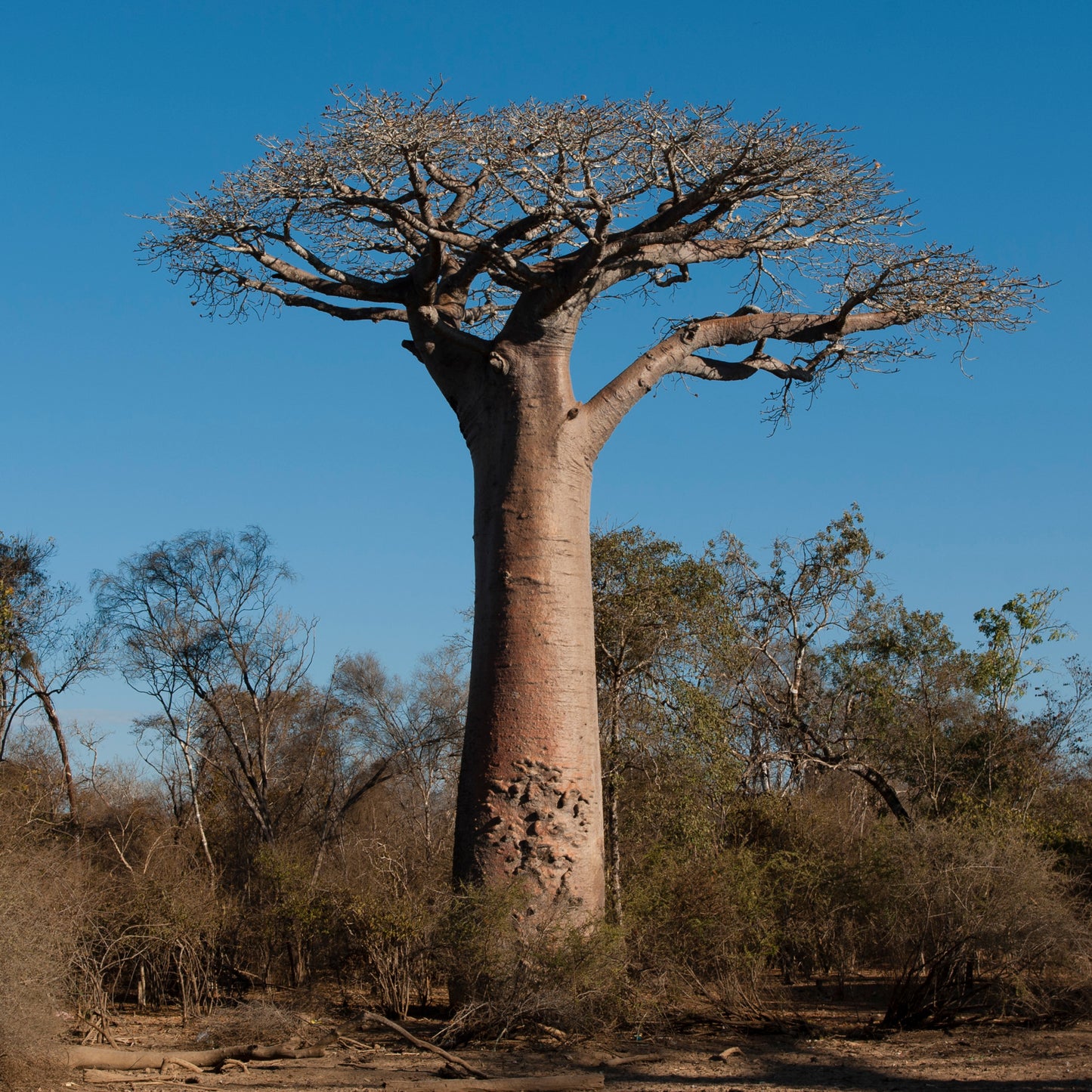 10 Seeds Baobab Tree Seeds (Adansonia Digitata)