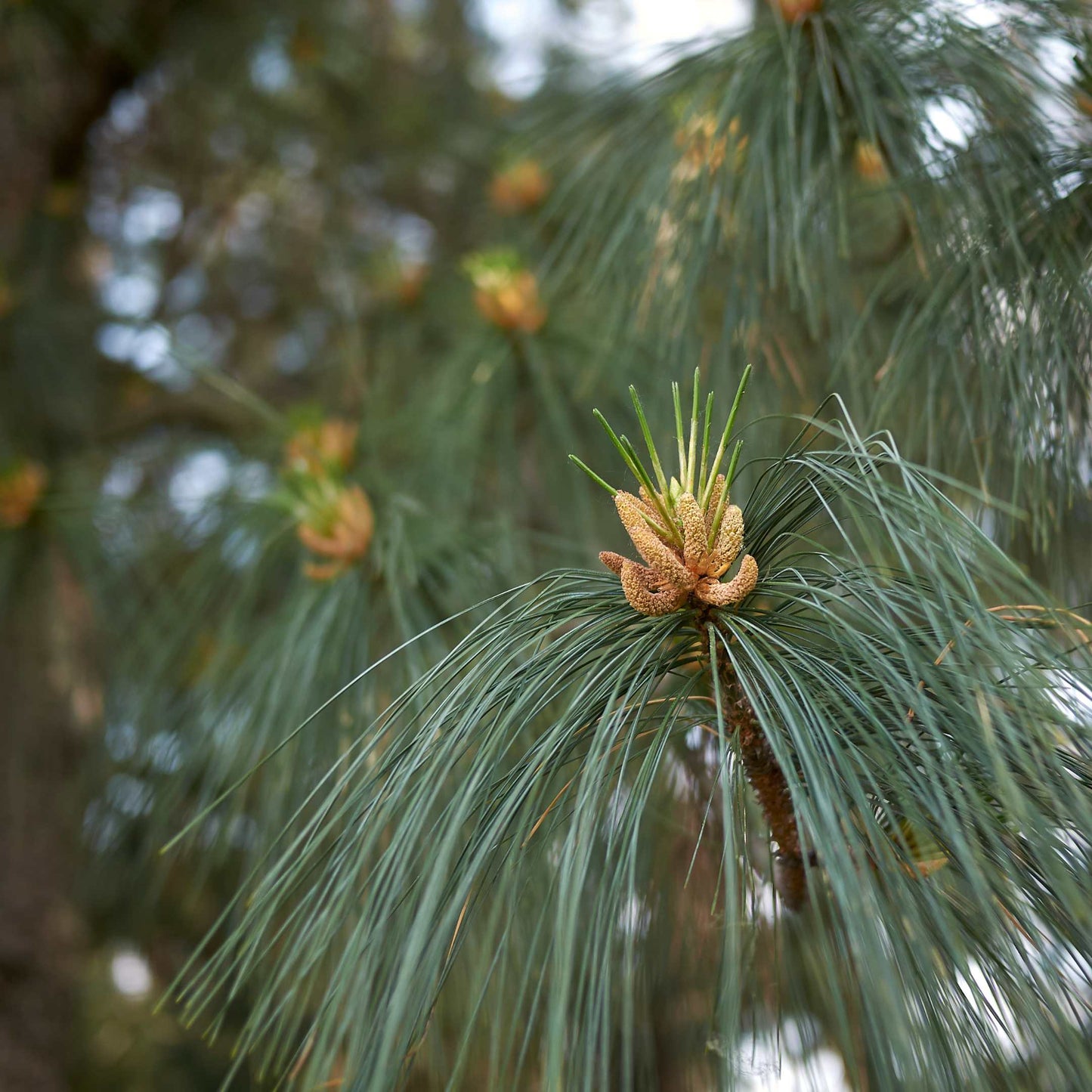 20Pcs Eastern White Pine Tree Seeds