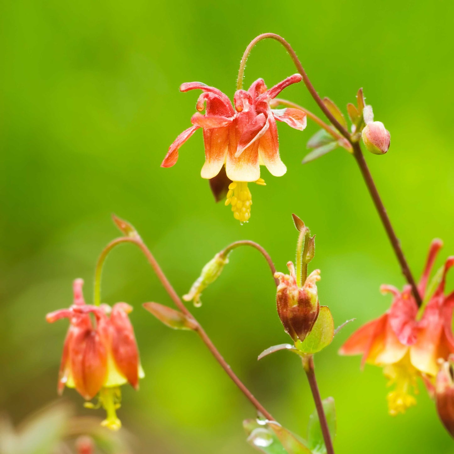 100Pcs Wild Columbine Flower Seeds