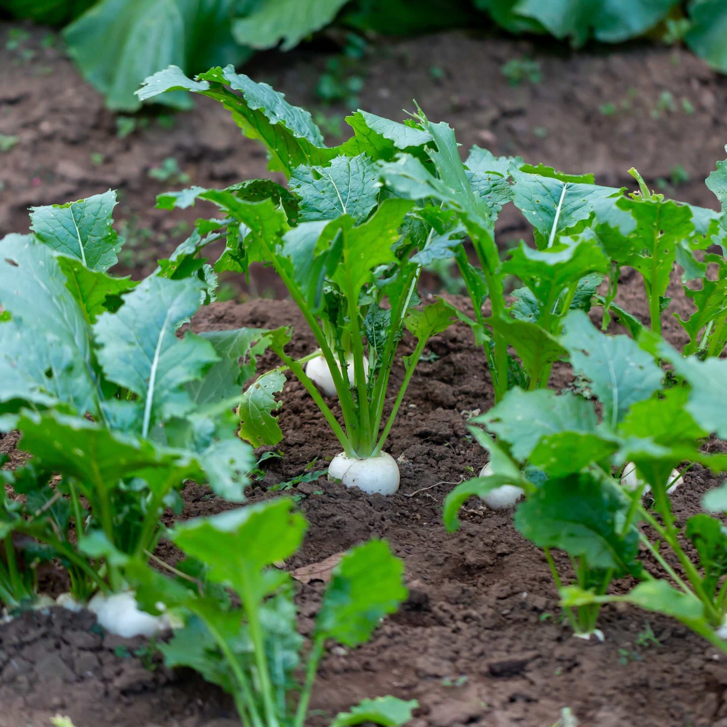 100Pcs Organic Turnip Seeds Pack