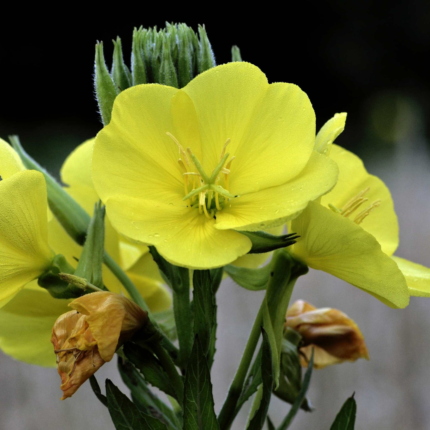 100Pcs Evening Primrose Flower Seeds Pack