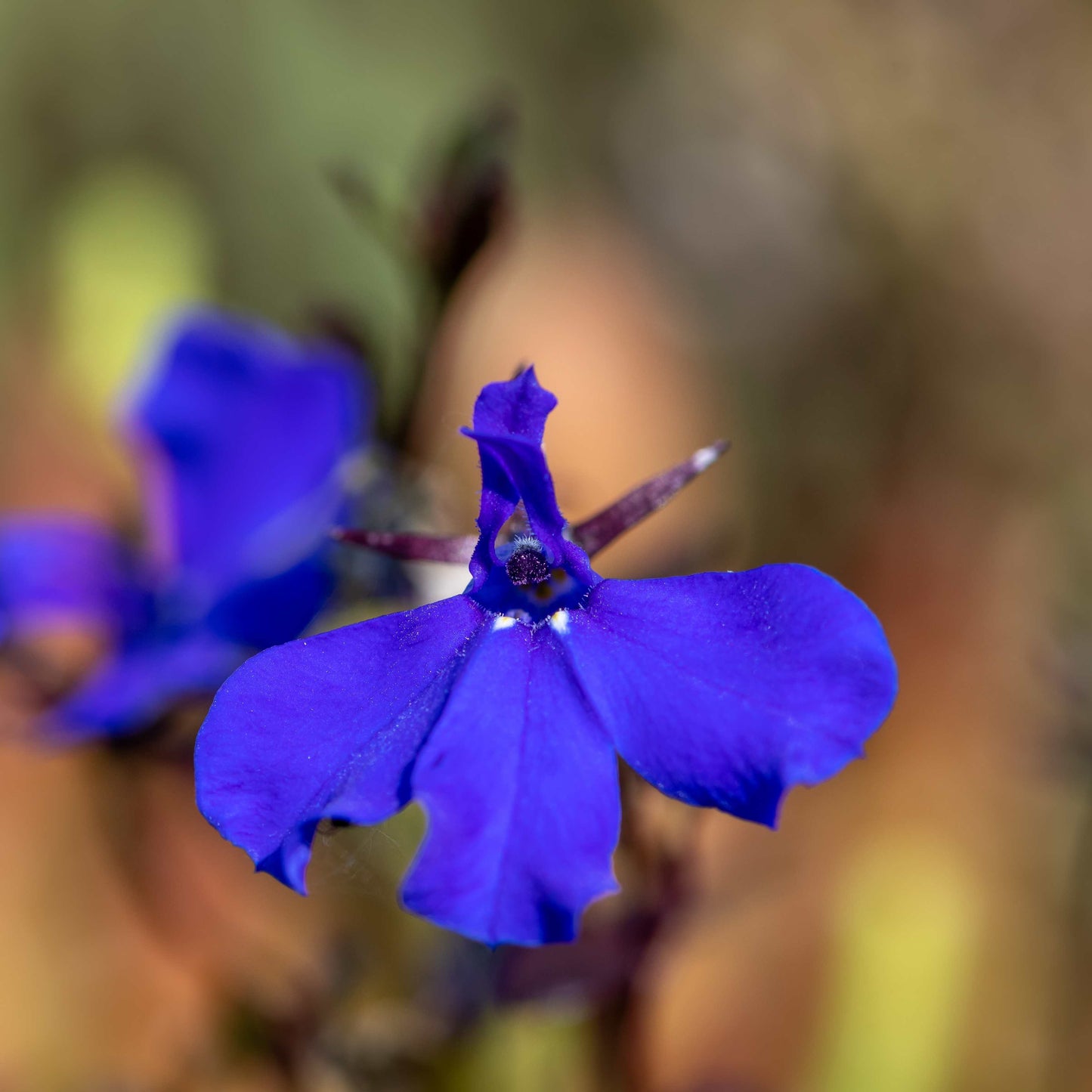 100Pcs Lobelia Seeds