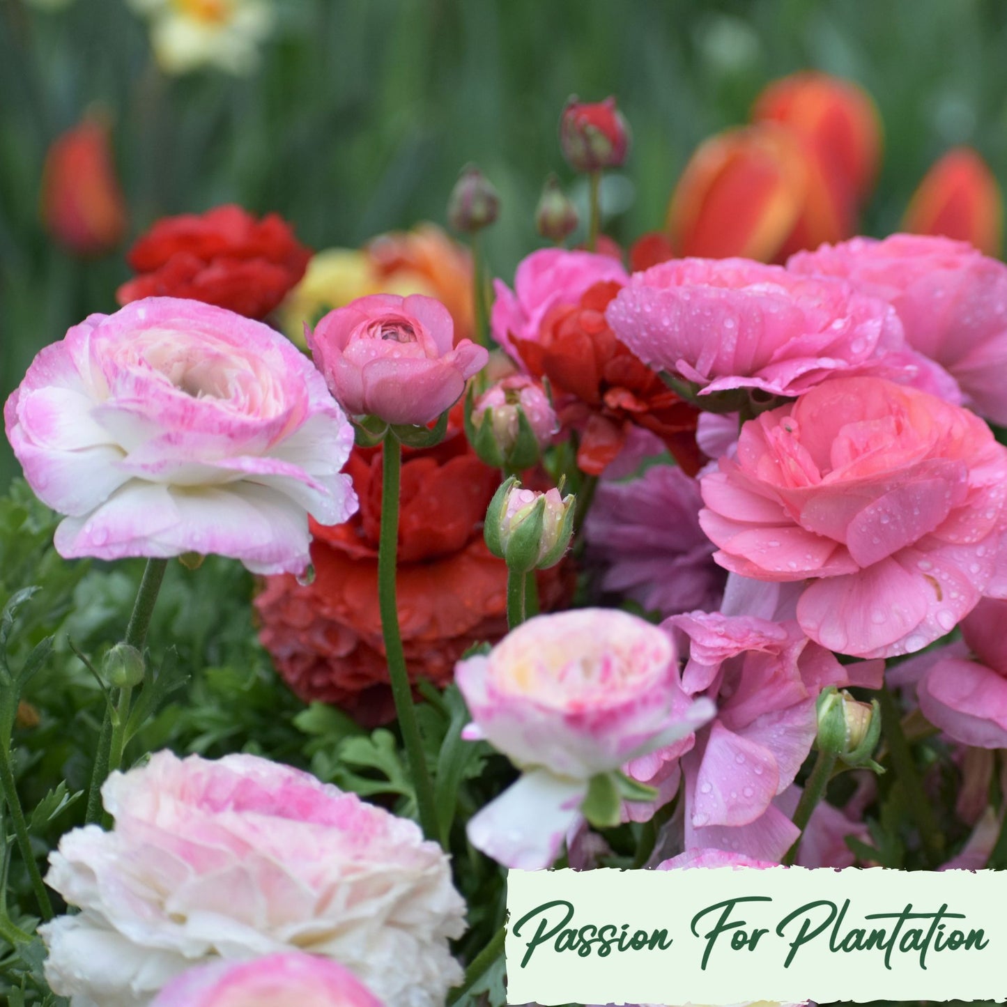 100Pcs Royal Ranunculus Asiaticus Seeds