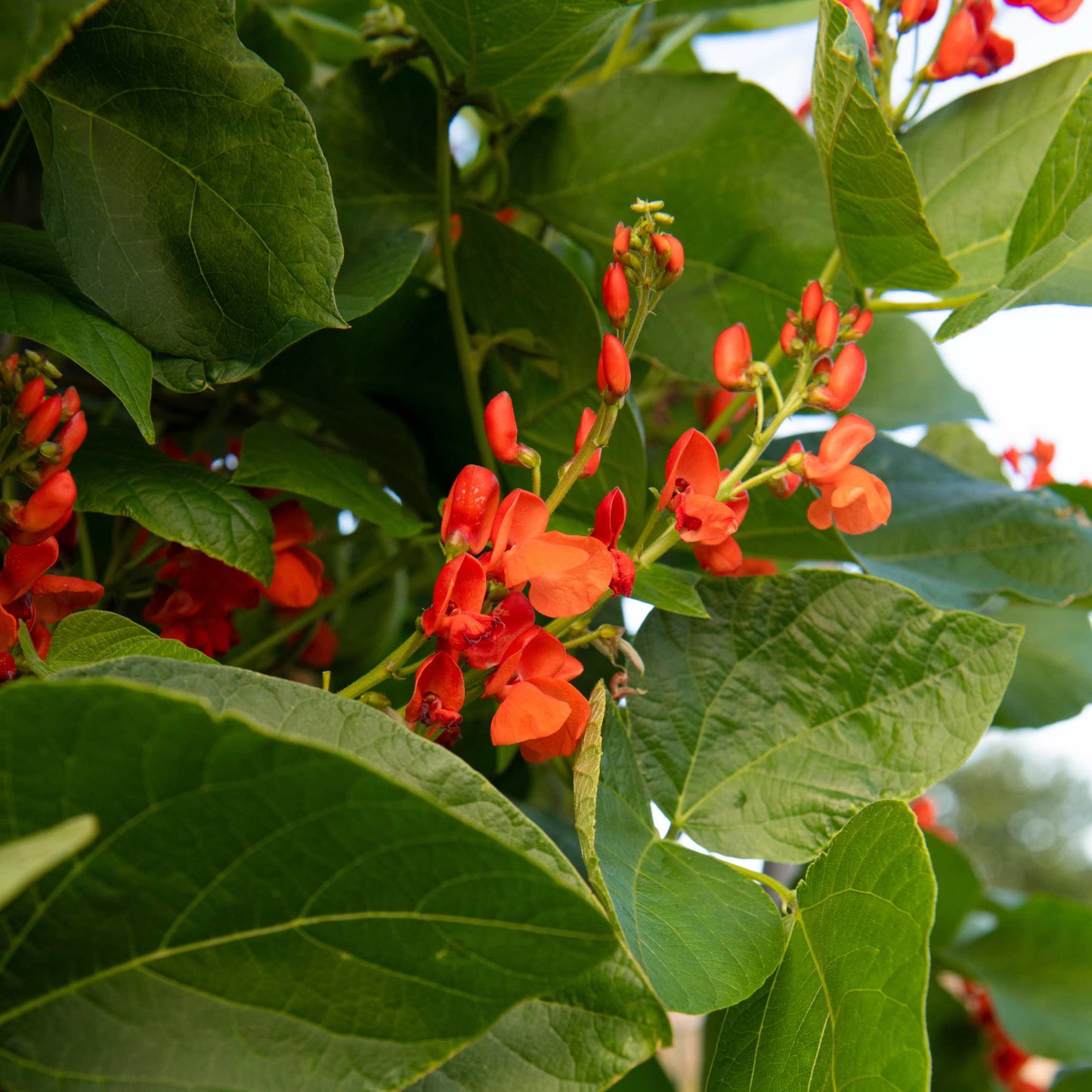 10Pcs Organic Scarlet Runner Bean Seeds