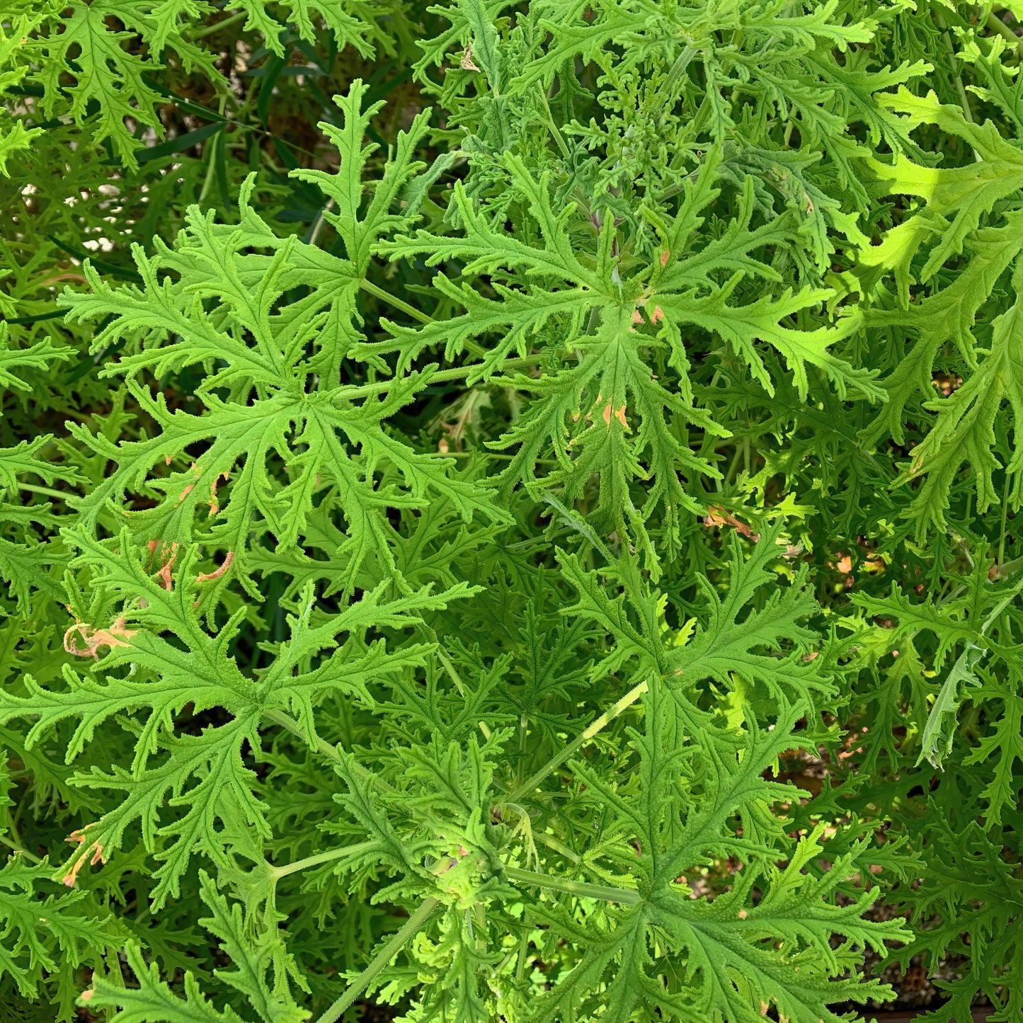 100pcs Mosquito Repelling Citronella Plant Seeds