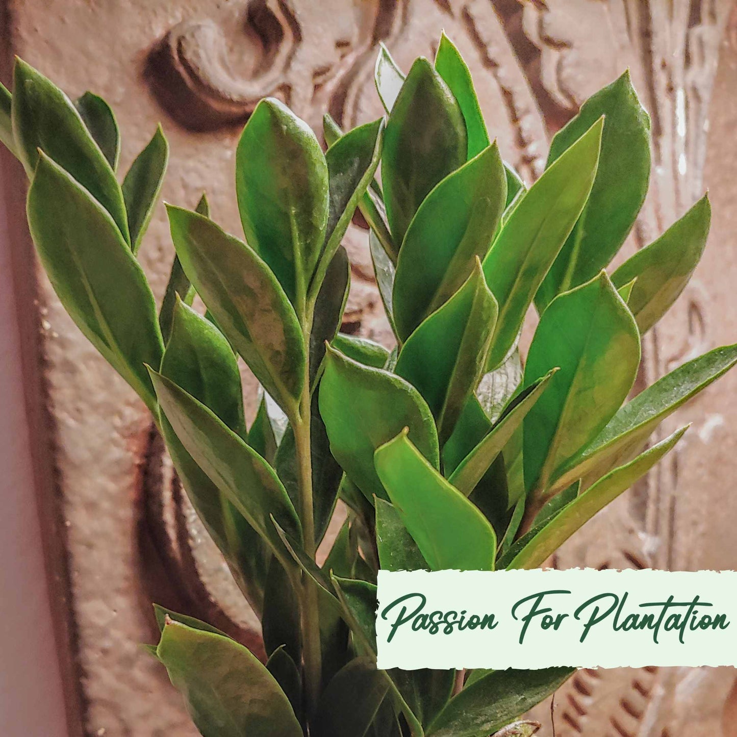 50Pcs Money Tree Plant Seeds (Zamioculcas zamiifolia)