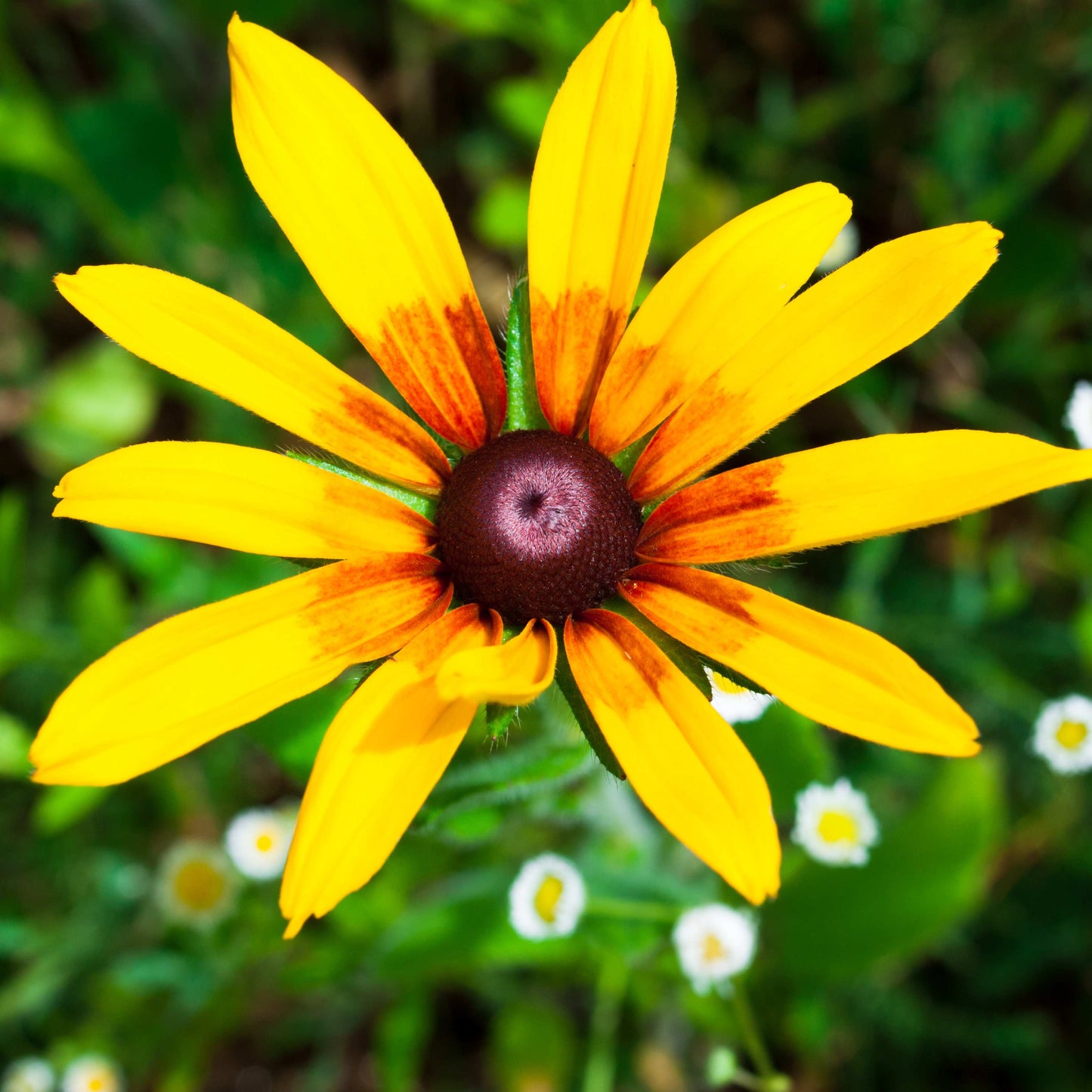 200Pcs Black-Eyed Susan (Rudbeckia hirta) Seeds