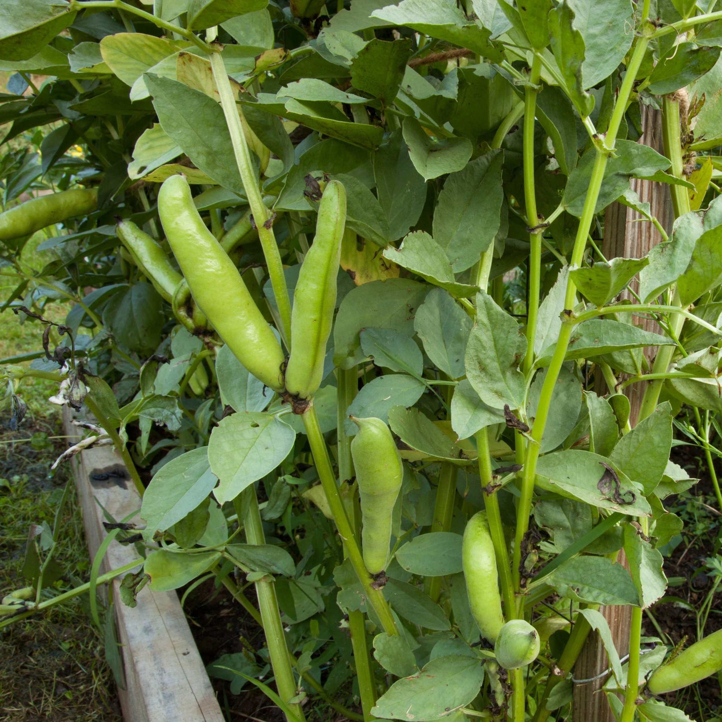 Organic Black Bean Seeds Pack