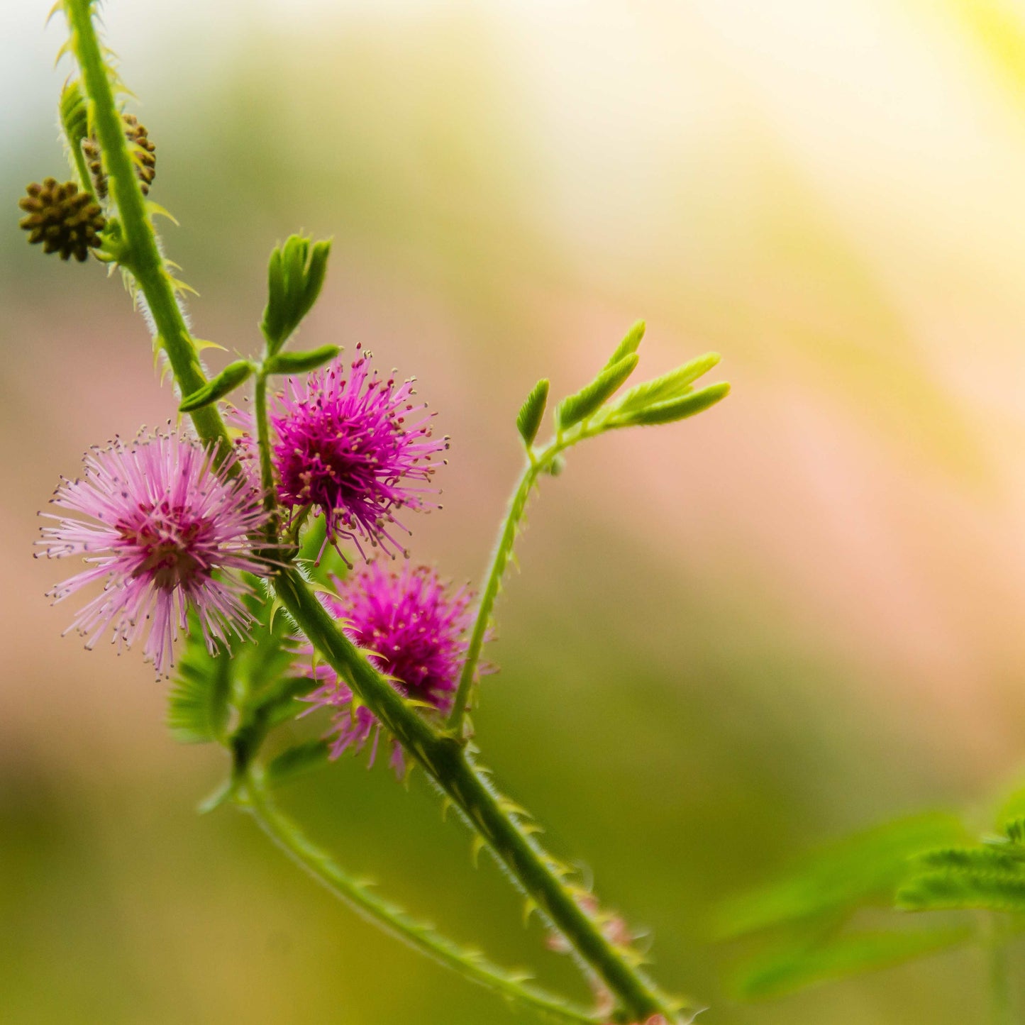 100Pcs Mimosa Pudica Linn Bashful Grass Seeds