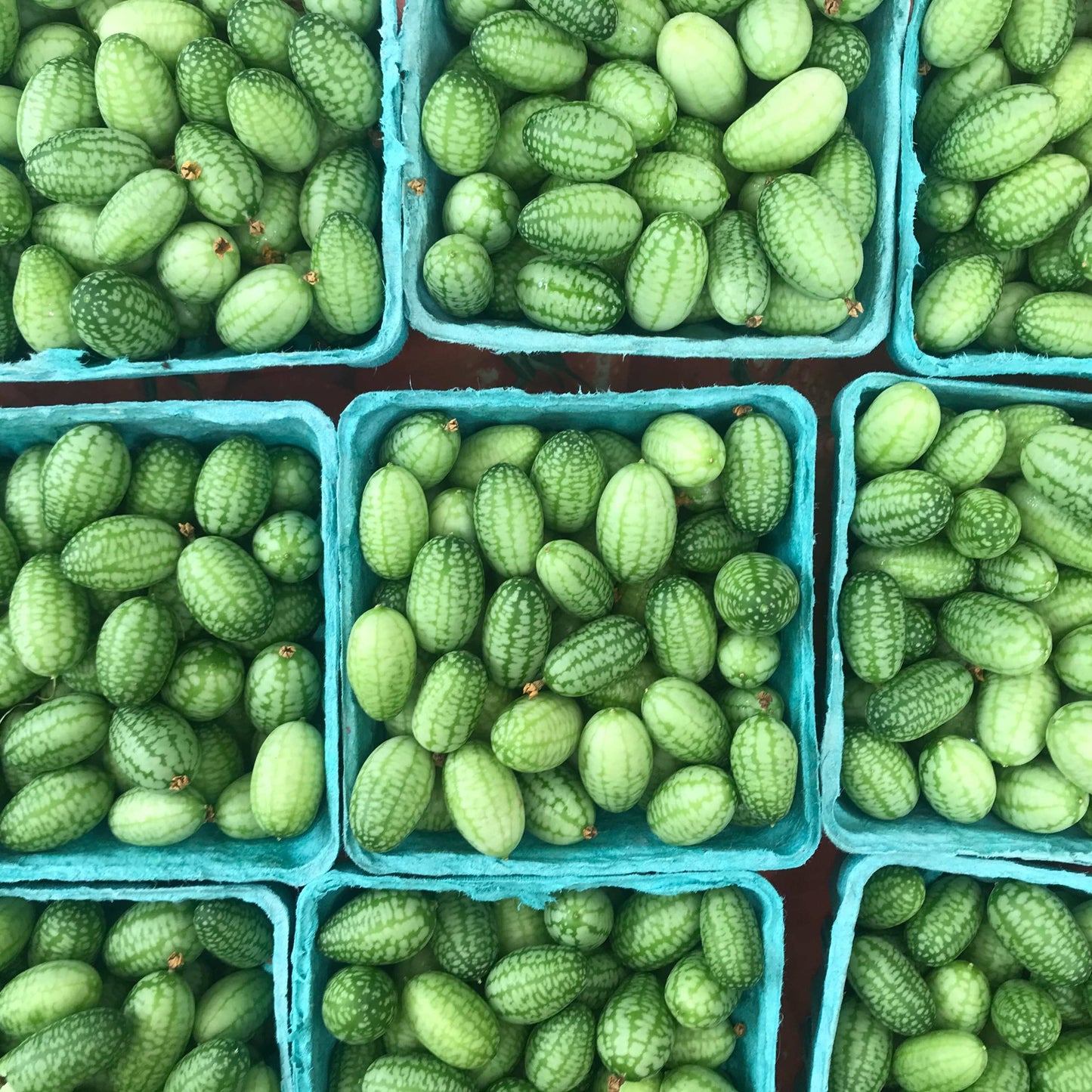 100pcs Mexican Sour Gherkin Mini Cucumber Seeds
