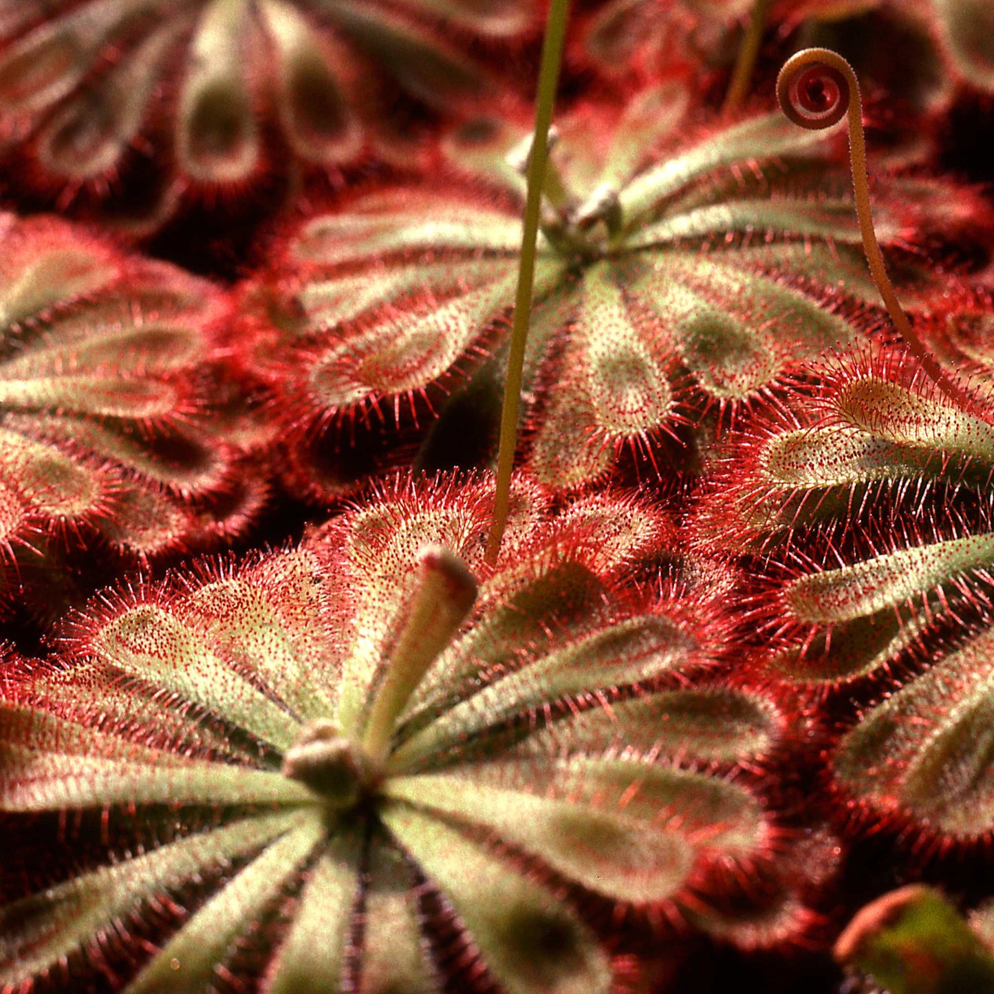 50Pcs Carnivorous Sundew Plant Drosera Flower Seed