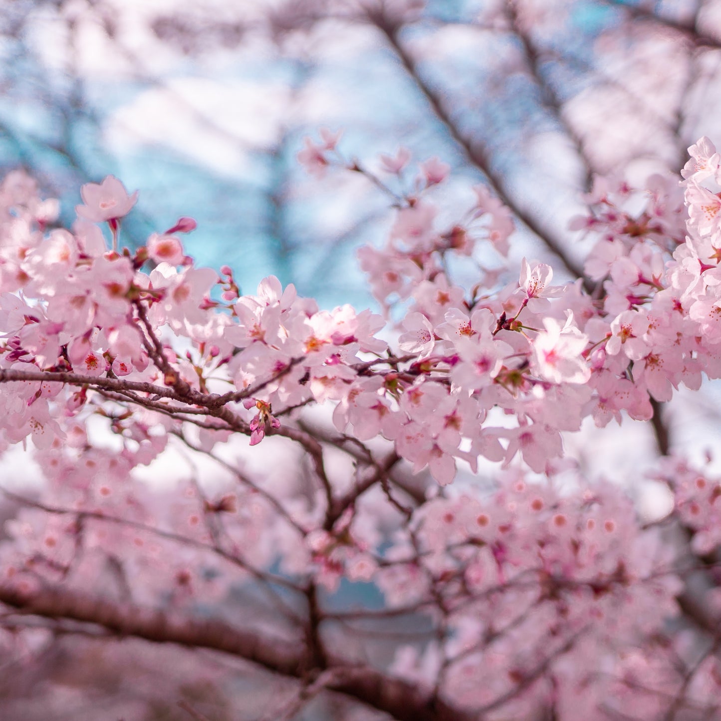 Organic Japanese Sakura Cherry Blossom Plant Seeds