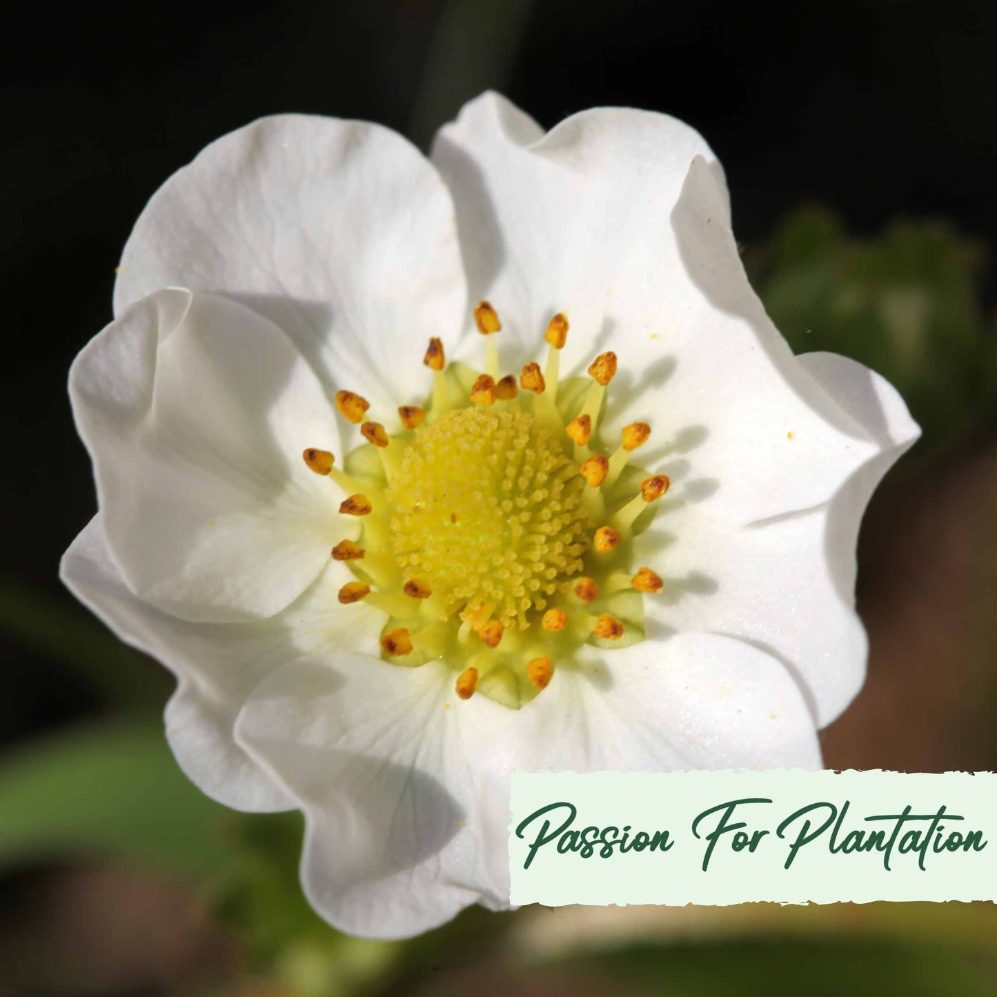 White Angel Christmas Rose (Helleborus Niger) Flower Seeds