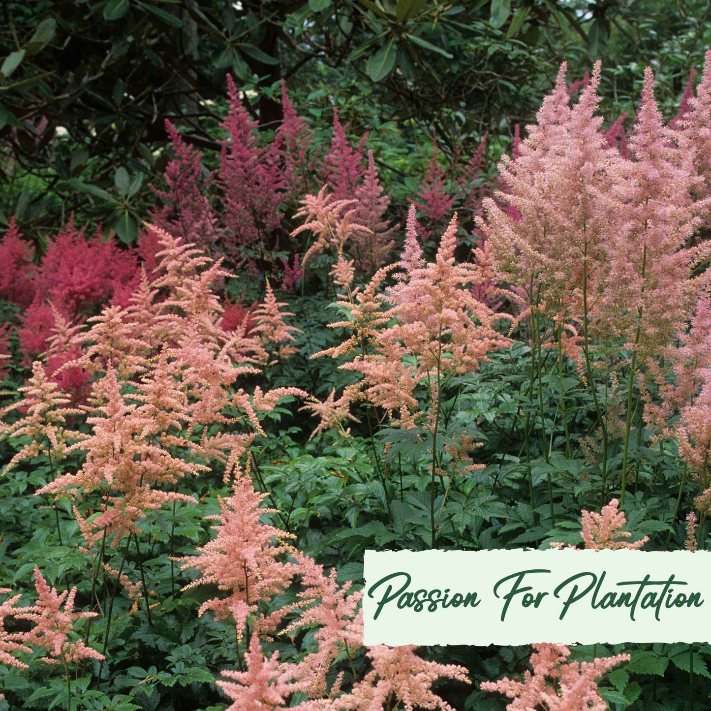 Astilbe Bunter Mix Flower Seeds (Astilbe Arendsii Bunter)