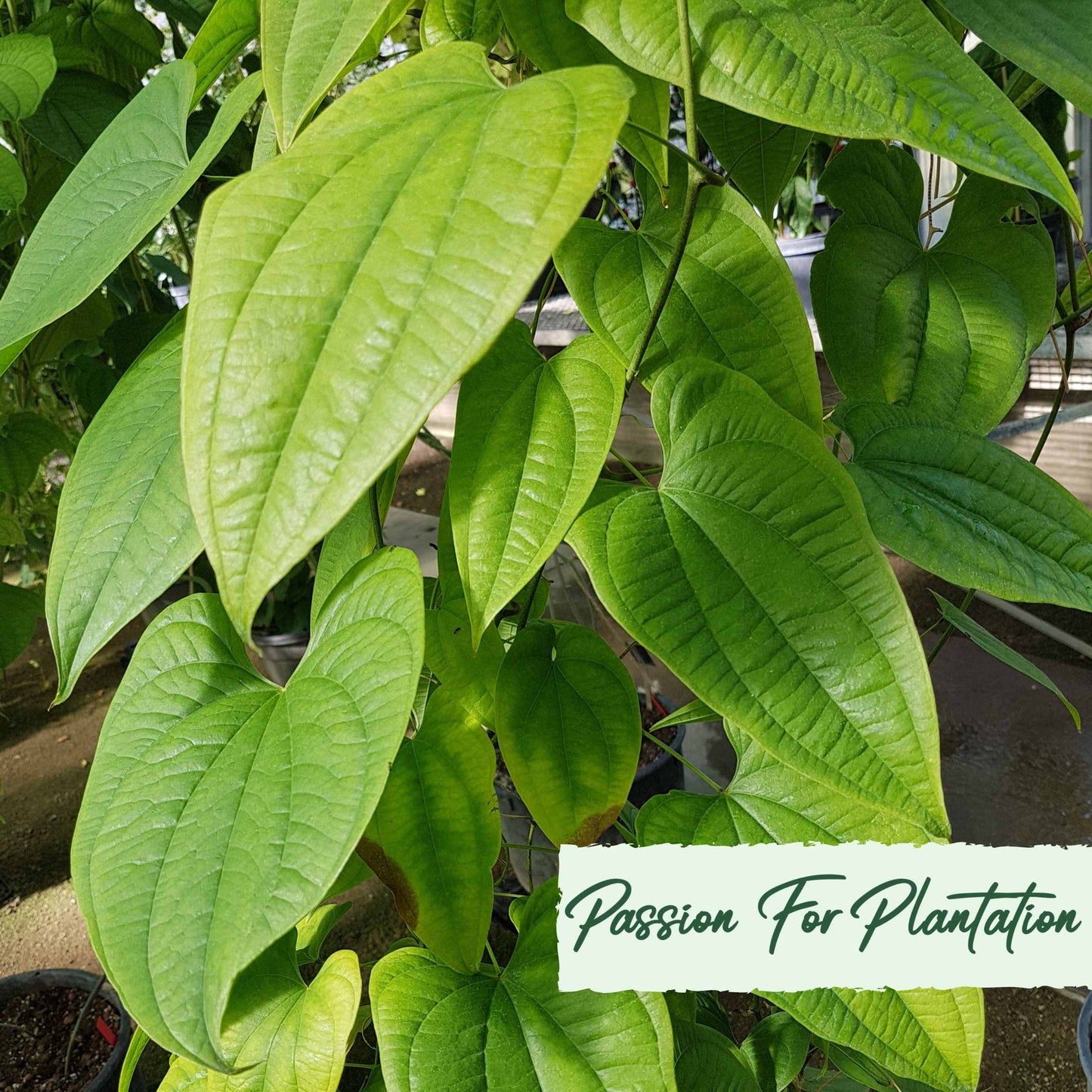 20Pcs Organic Yam (Dioscorea) Vegetable Seeds