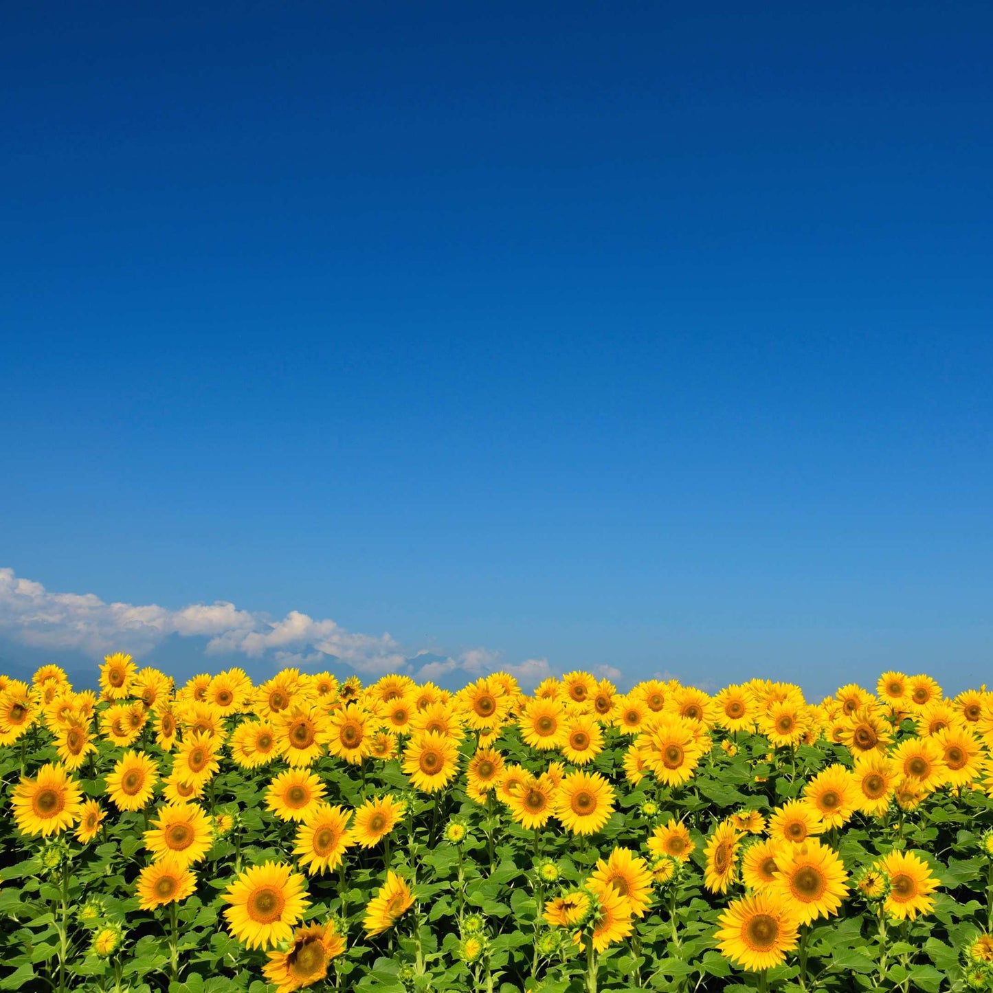50Pcs Sunflower Plant Seeds, Sunflower seeds
