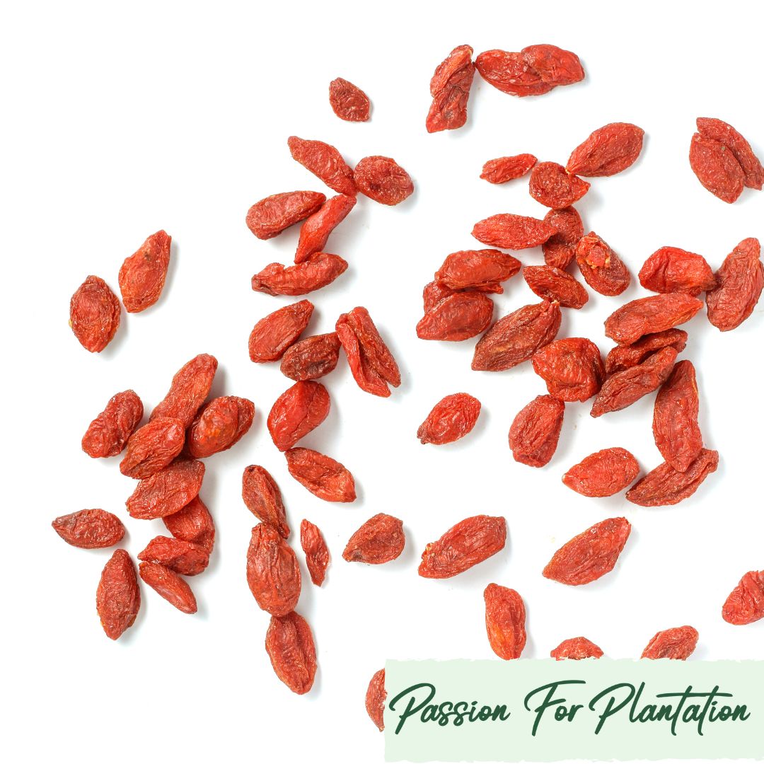 100Pcs Himalayan Goji Berry (Wolfberry) Seeds