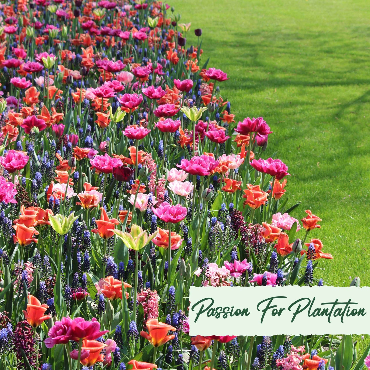 500Pcs Bulk Vibrant Fresh Wildflower Seeds Pack