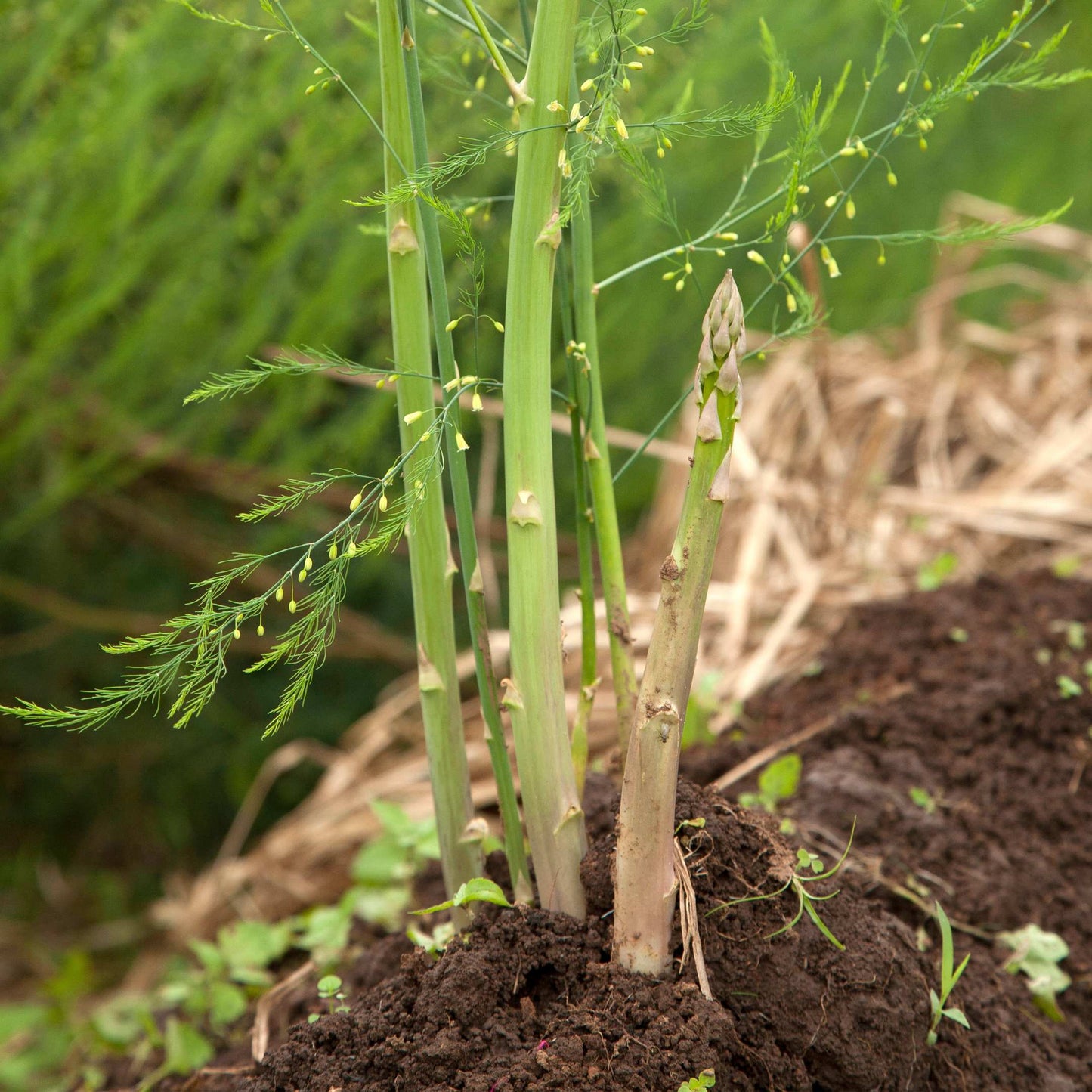 100Pcs Organic Asparagus Plant Seeds
