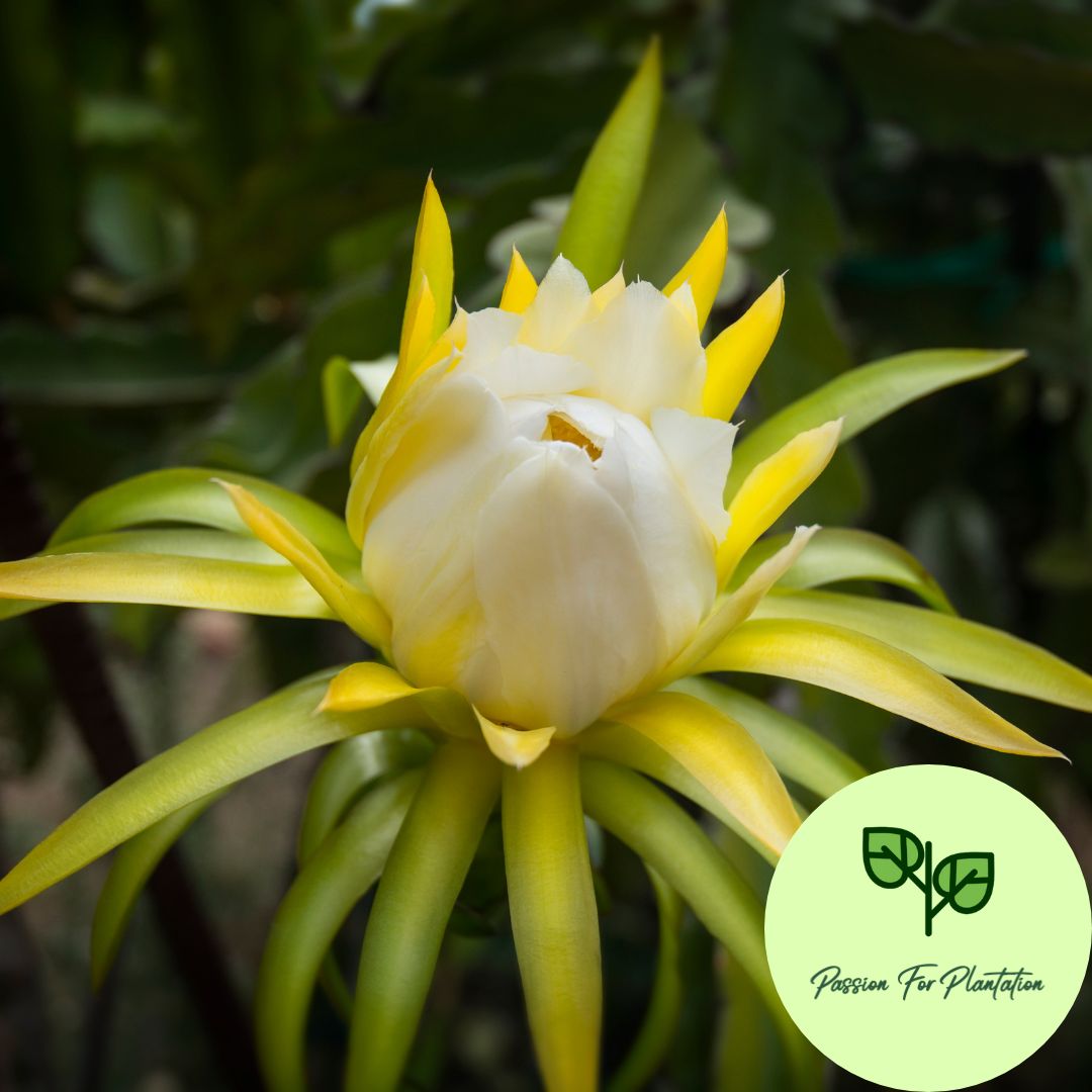 100Pcs Dragon Fruit Seeds