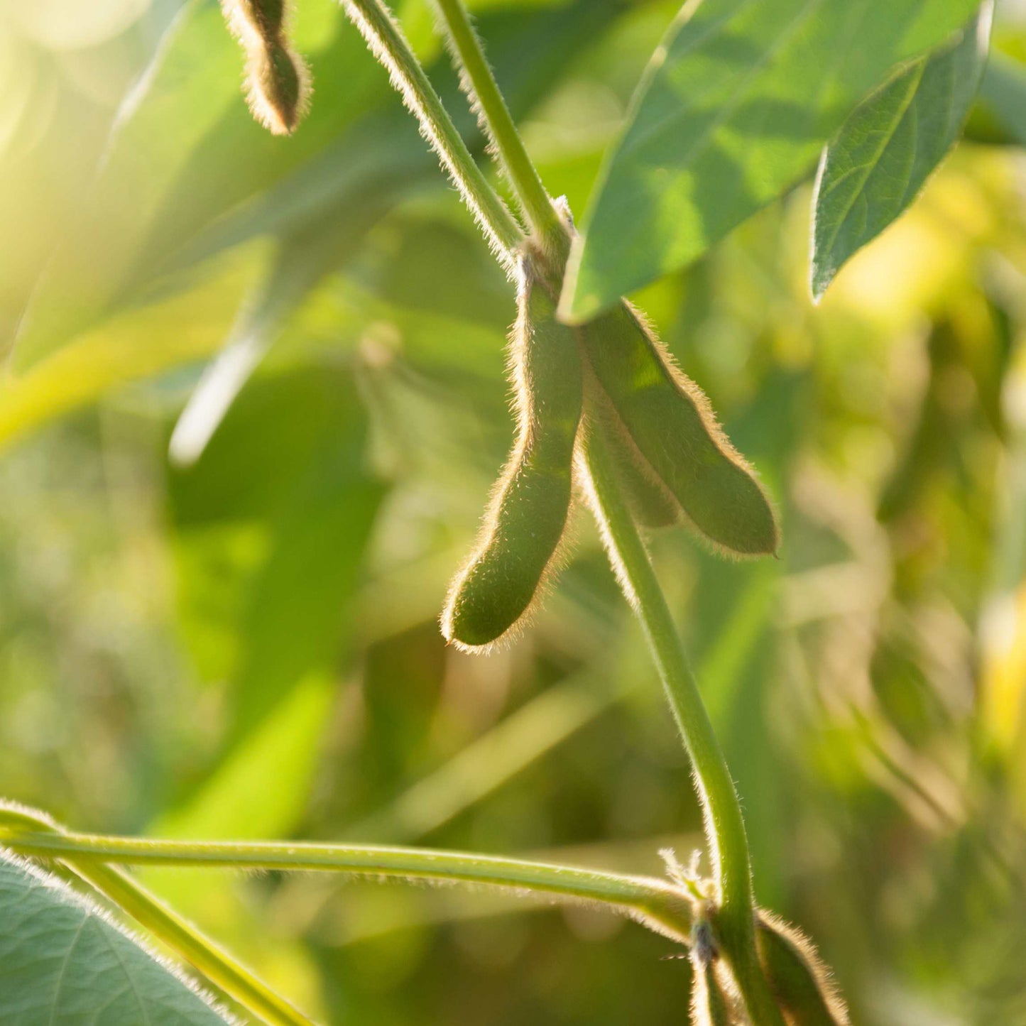 20Pcs Organic Non-GMO Soybean Seeds Pack