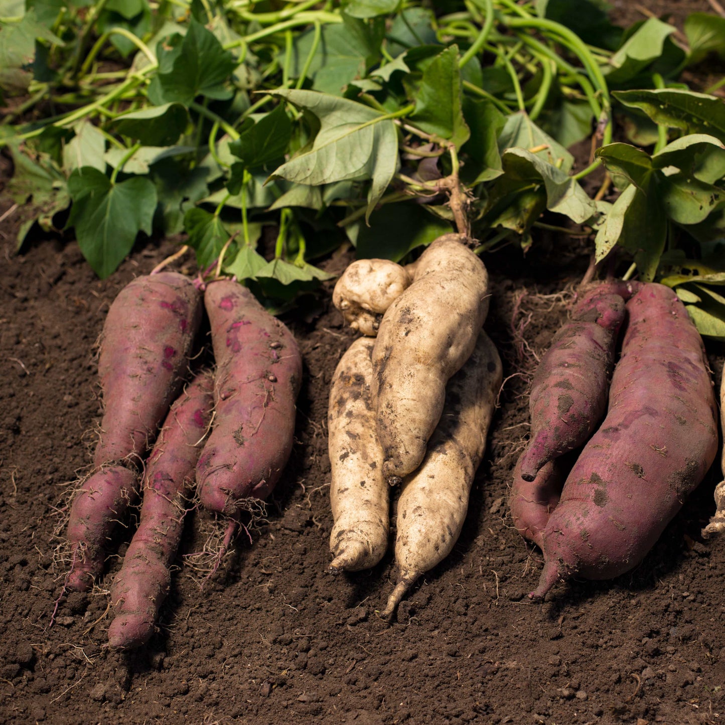 100Pcs Sweet Potato Seeds
