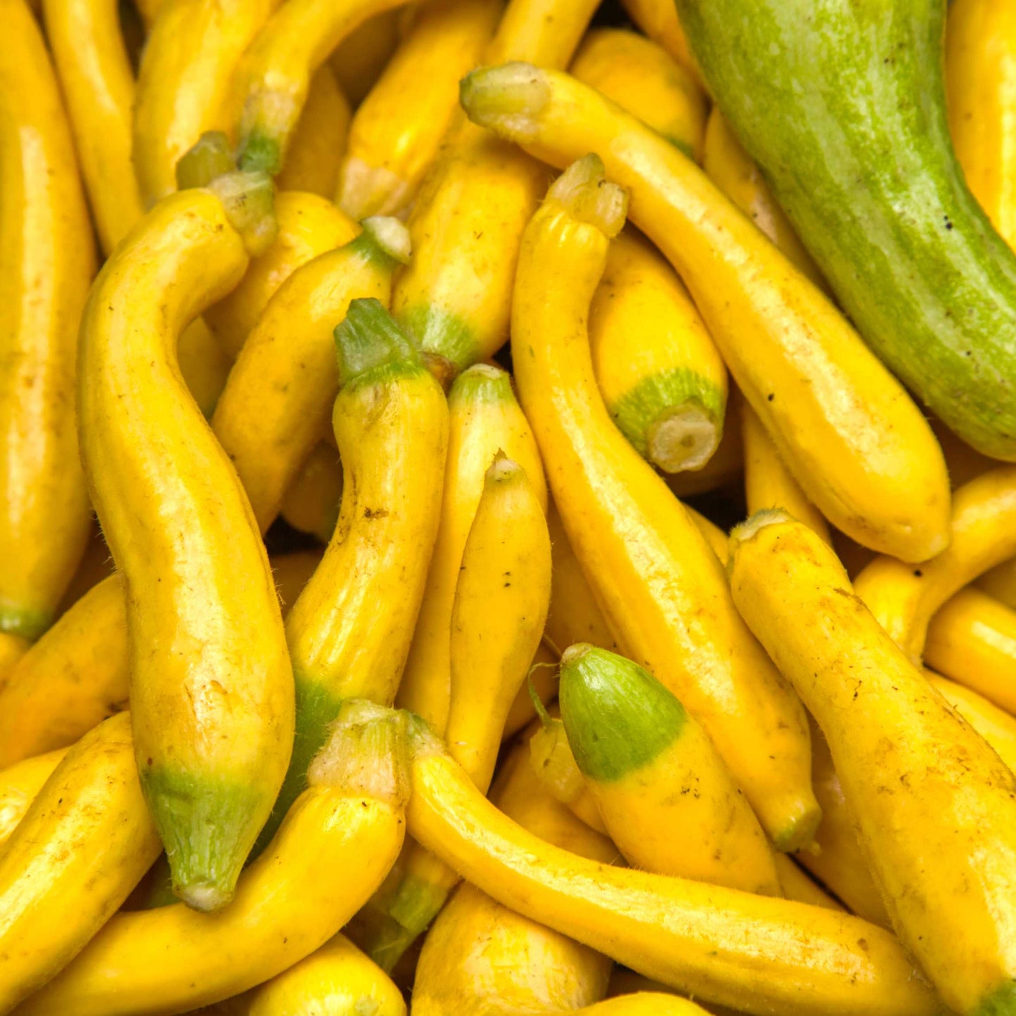 10Pcs Organic Summer Squash Seeds