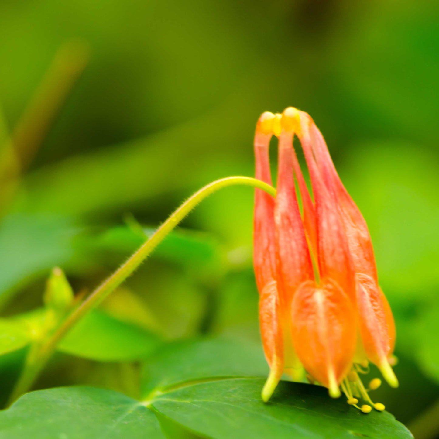 100Pcs Wild Columbine Flower Seeds