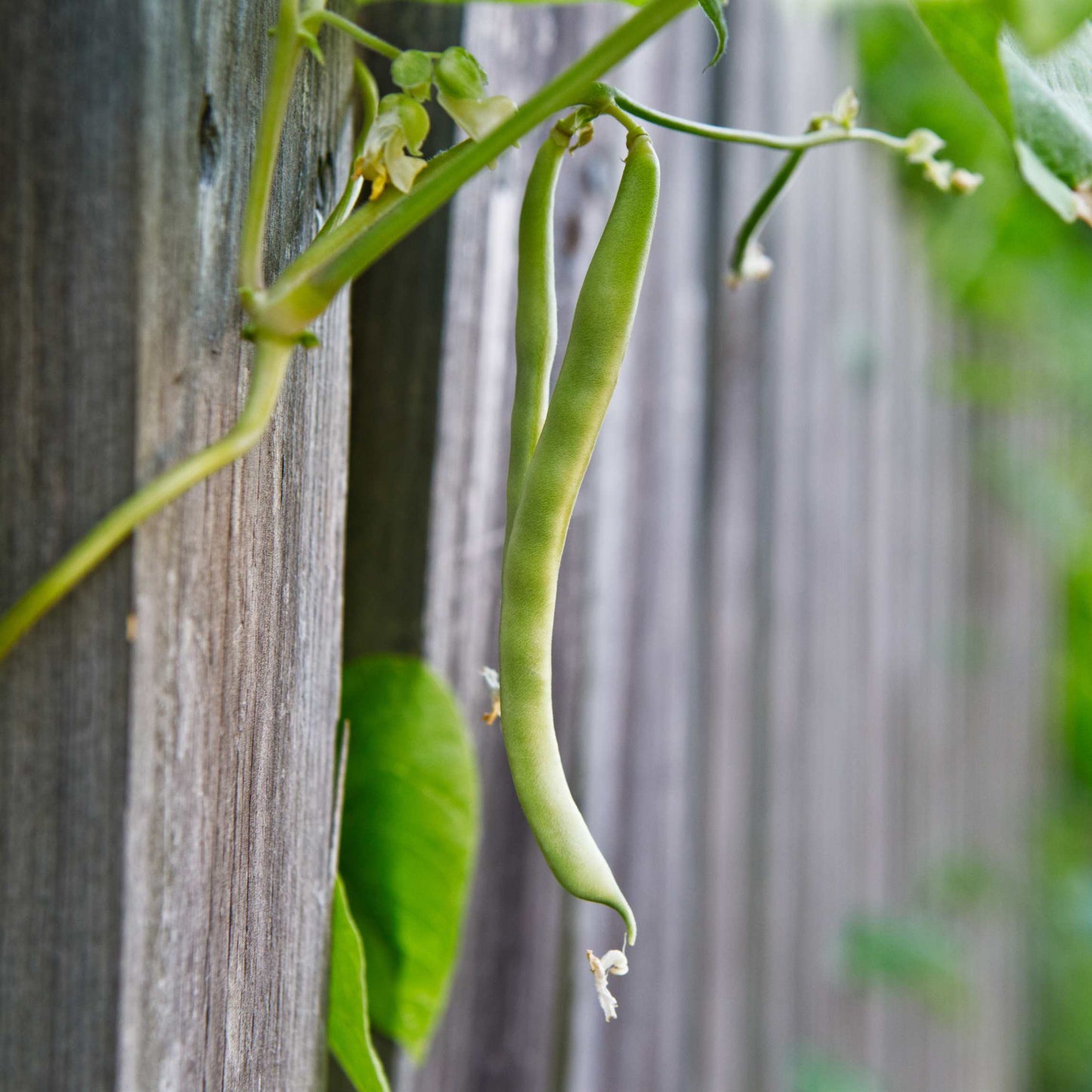 20Pcs Organic Pole Bean Vegetable Seeds