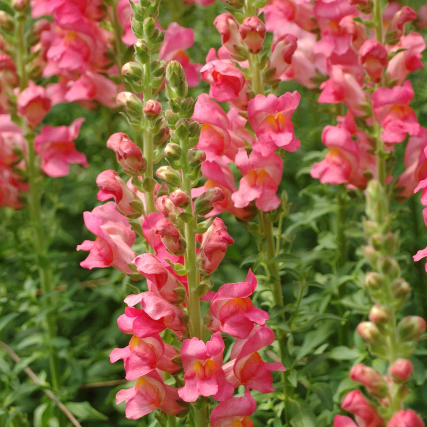 100Pcs Organic Snapdragon Flower Seeds Pack