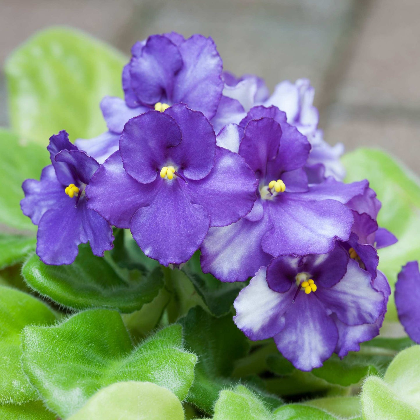 30Pcs Mix African Violet Seeds Pack