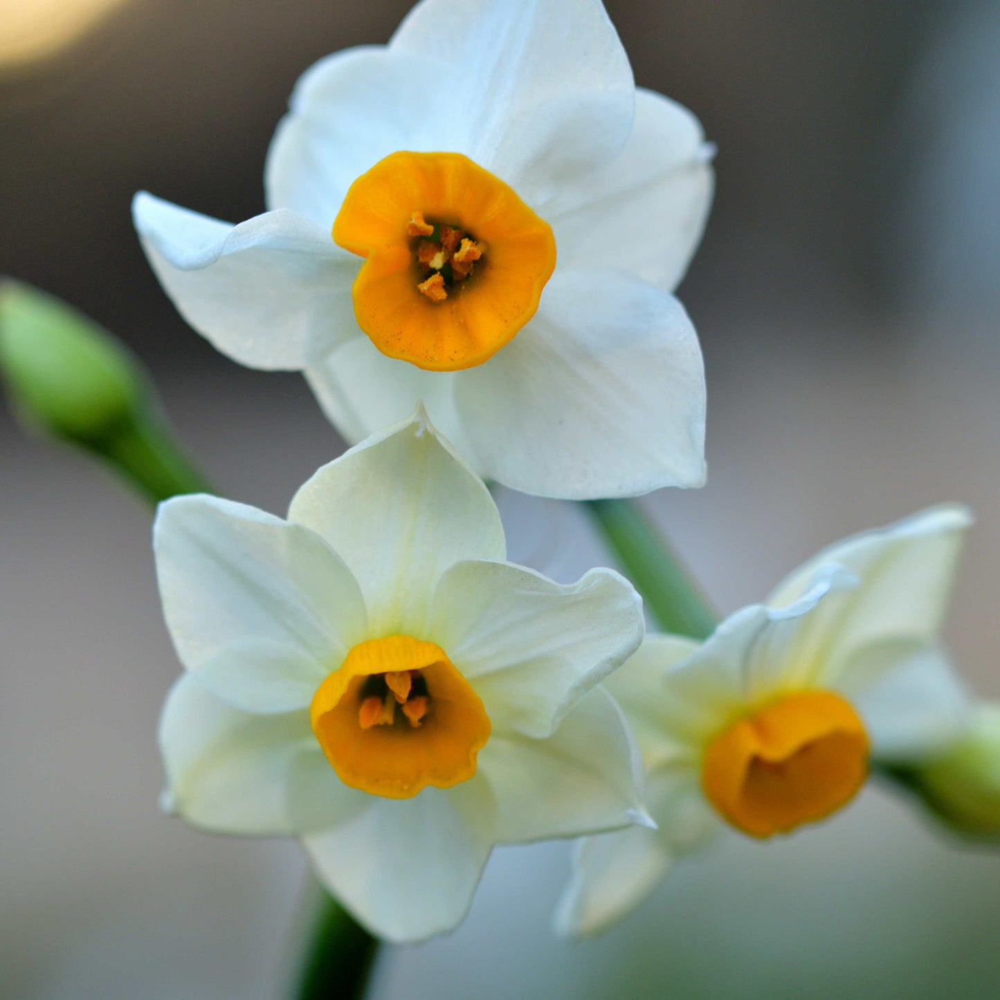 10Pcs Narcissus Flower Seeds