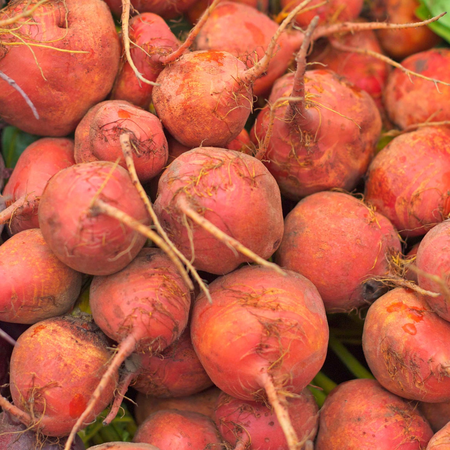 50Pcs Organic Golden Beetroot Seeds Pack