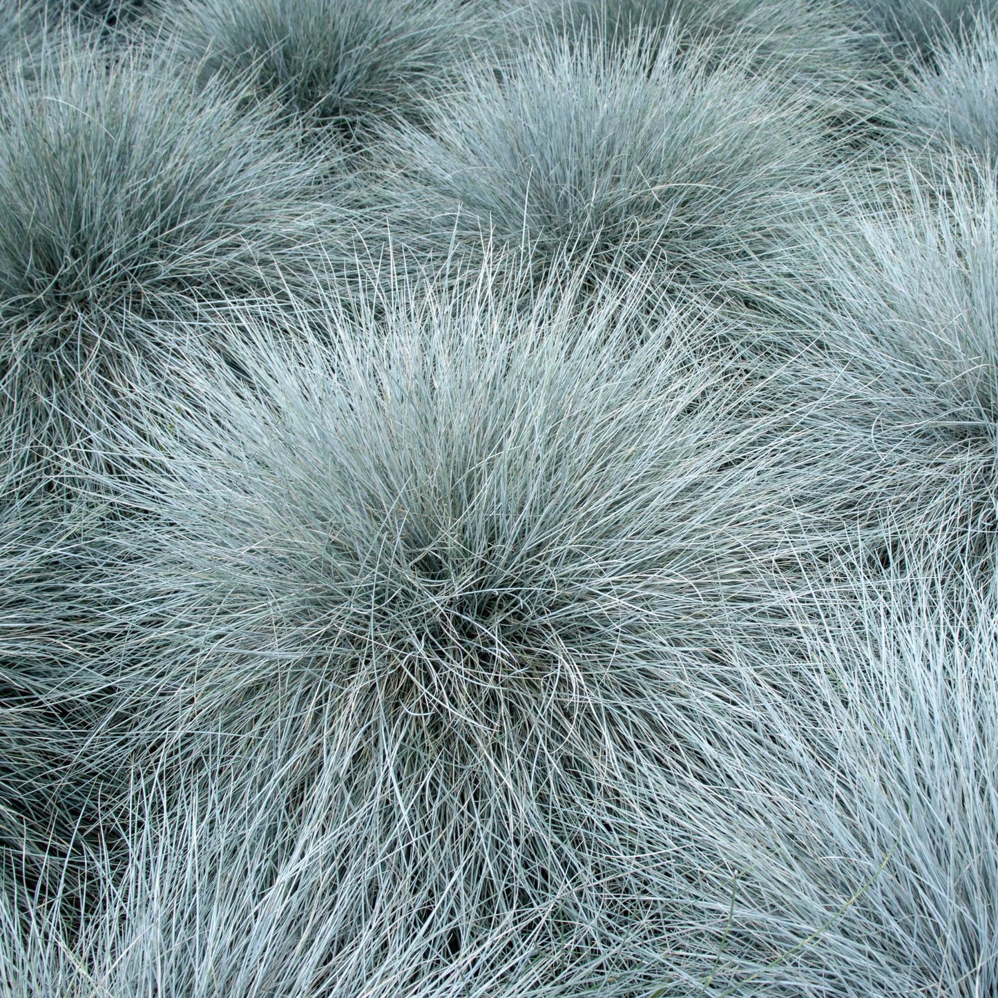 100Pcs Blue Fescue Grass Seeds
