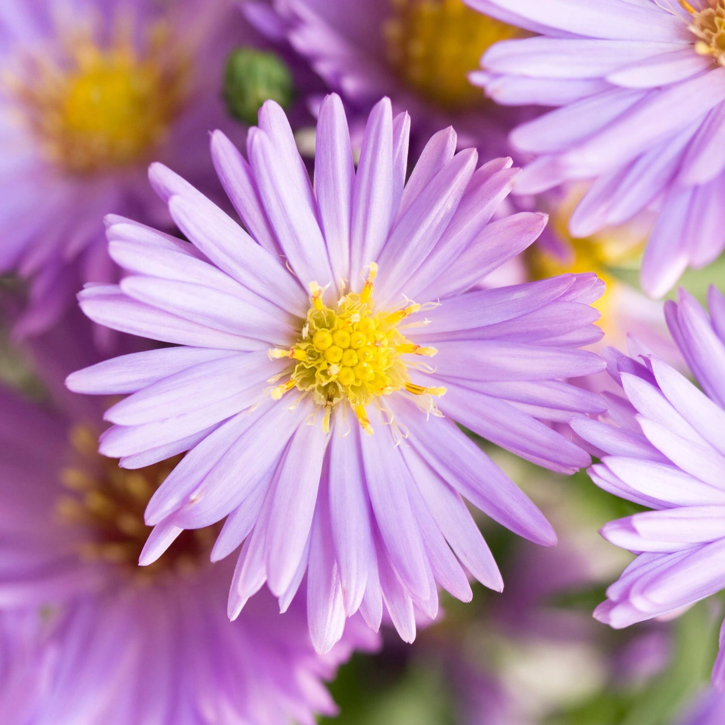 20Pcs Aster Flower Seeds
